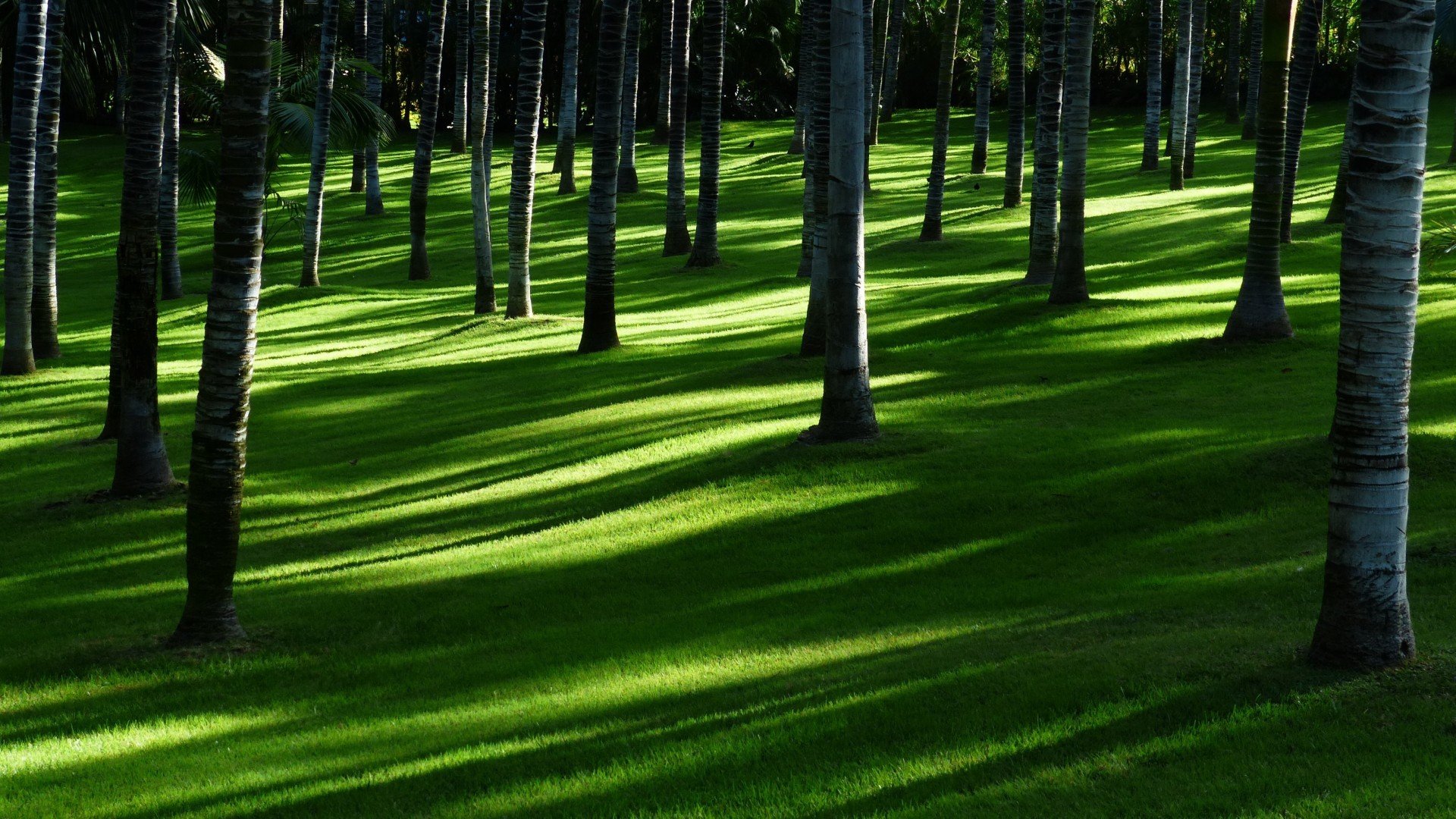 小清新,护眼壁纸,树林,草地