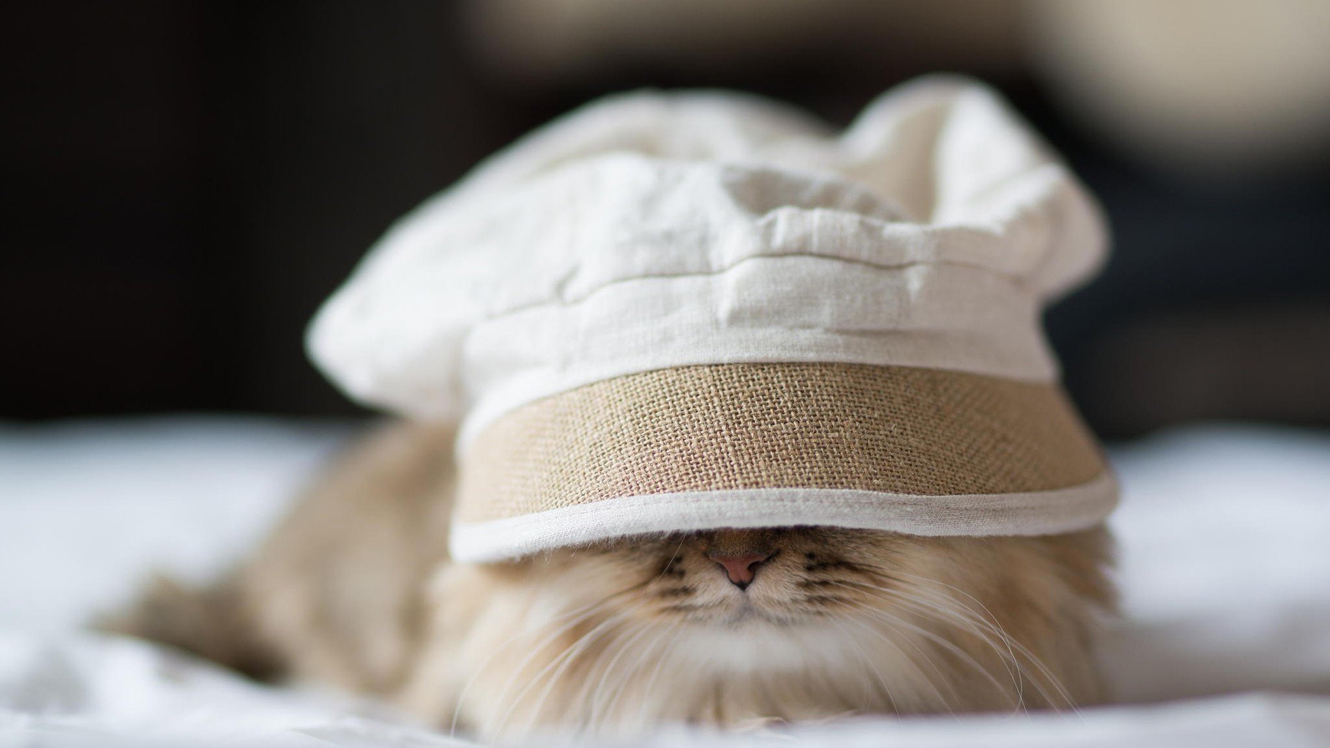 动物,萌宠,猫,喵星人