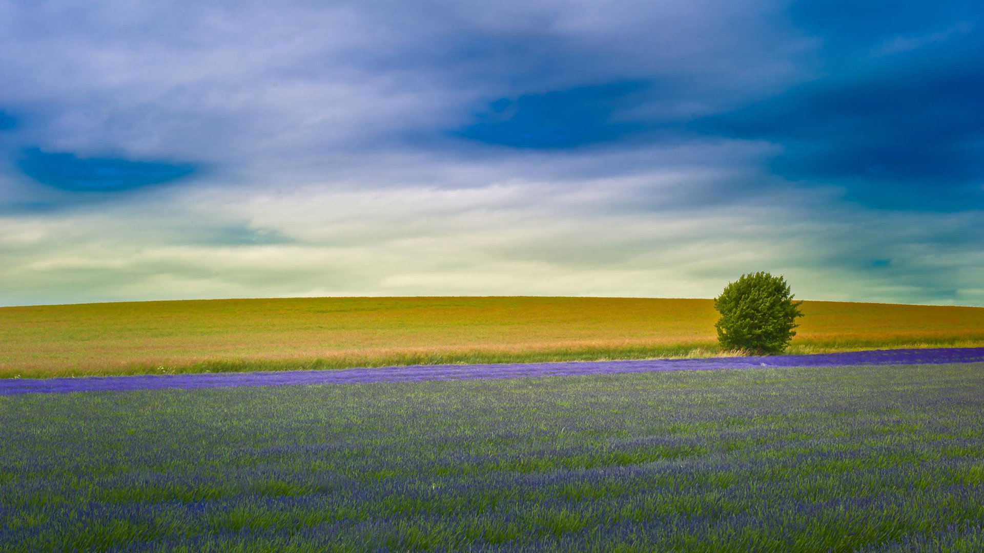 风景,自然风光,草地,薰衣草