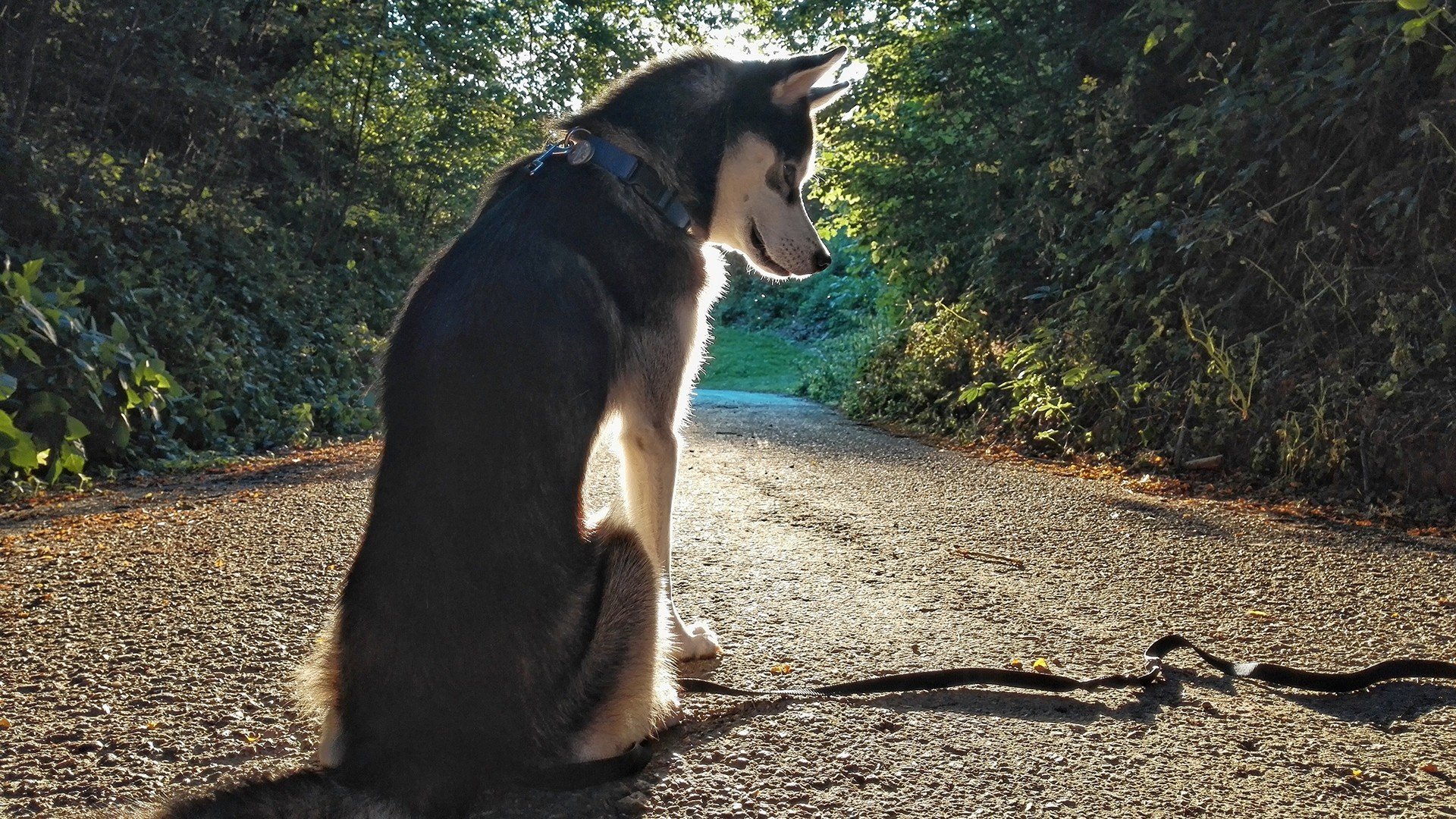 萌宠,动物,汪星人,狗,哈士奇