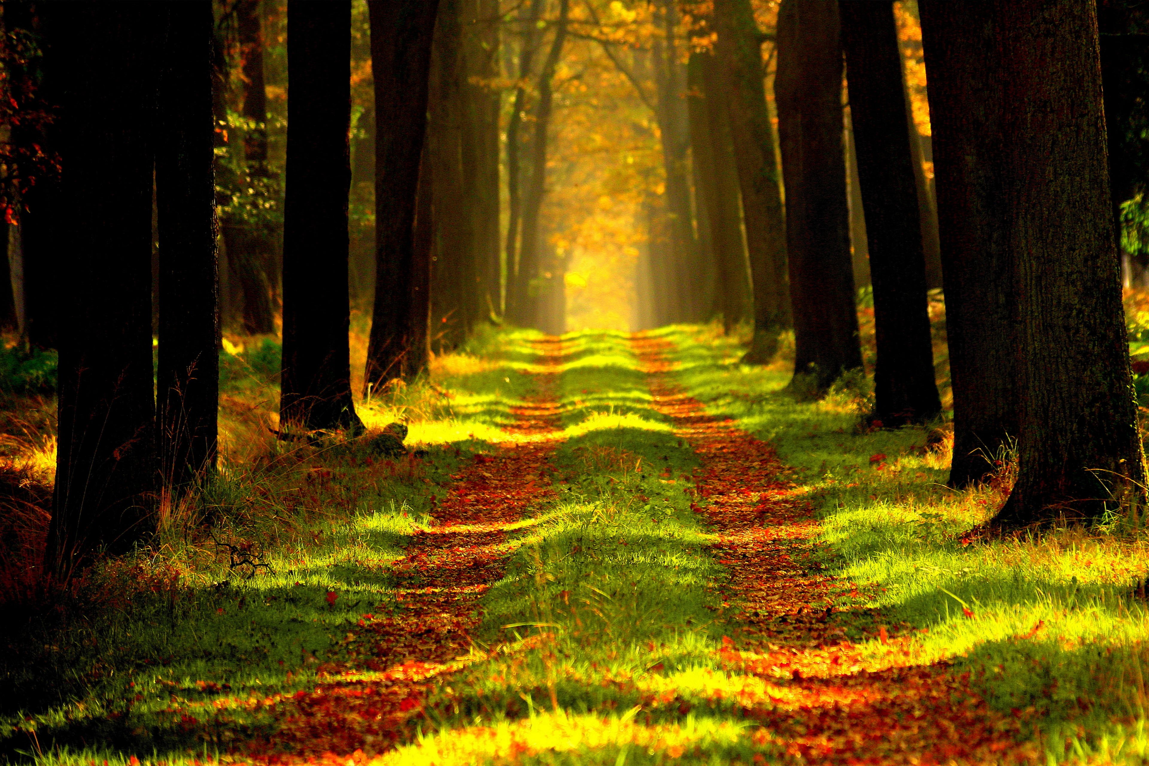 风景,森林,草地,夕阳