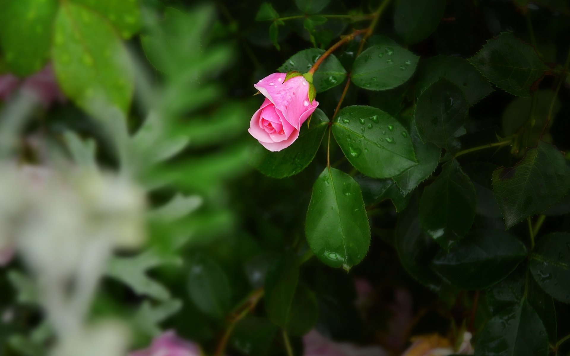 小清新,清新淡雅,玫瑰花