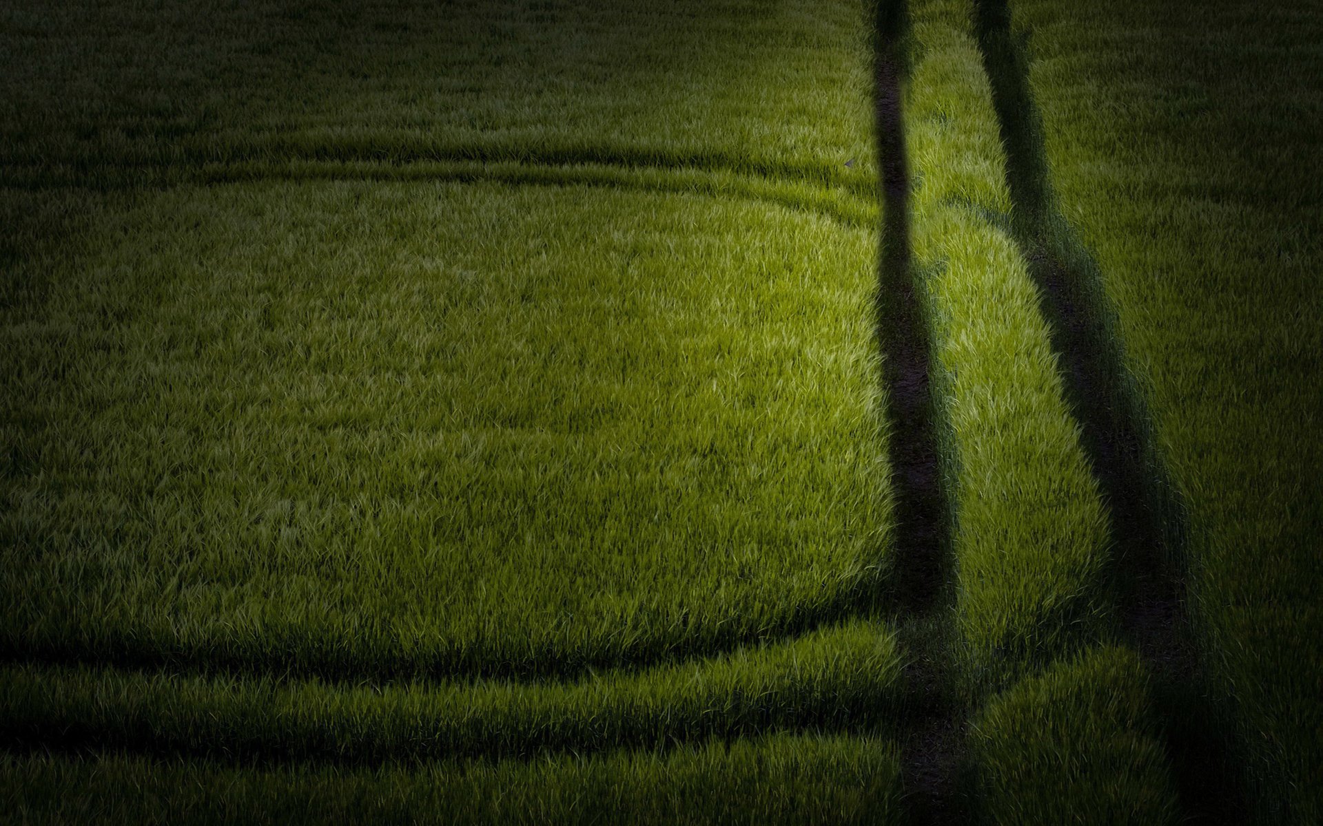 小清新,绿色,护眼壁纸,草地