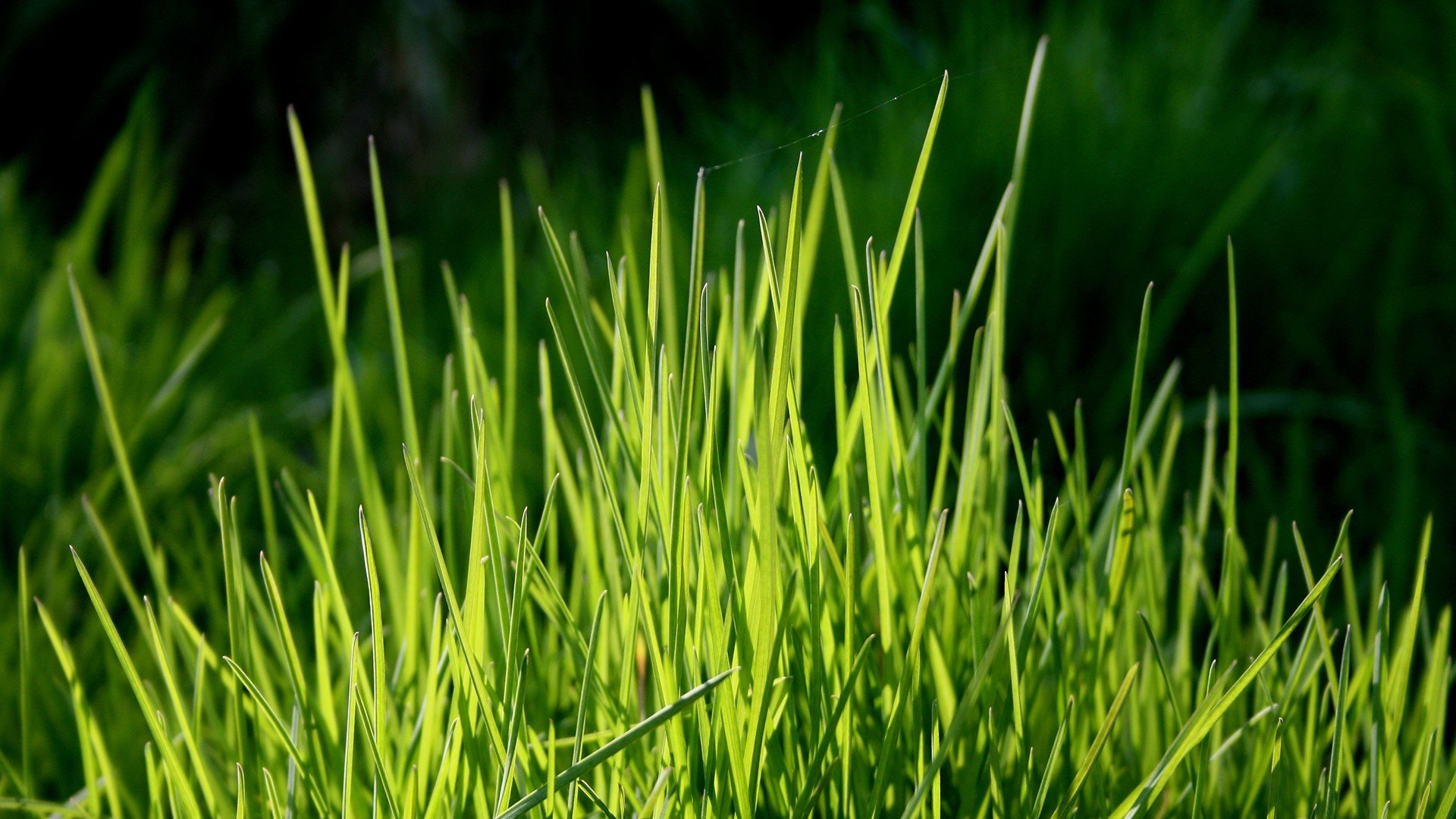 小清新,植物,绿色,草地