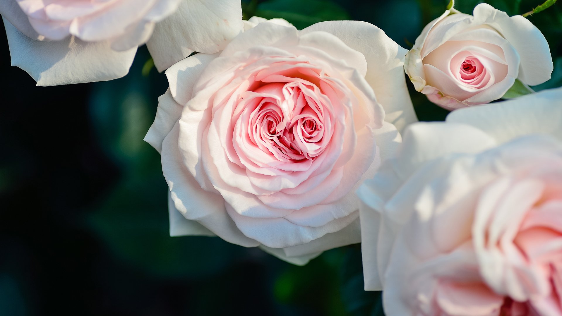 小清新,清新淡雅,粉玫瑰花