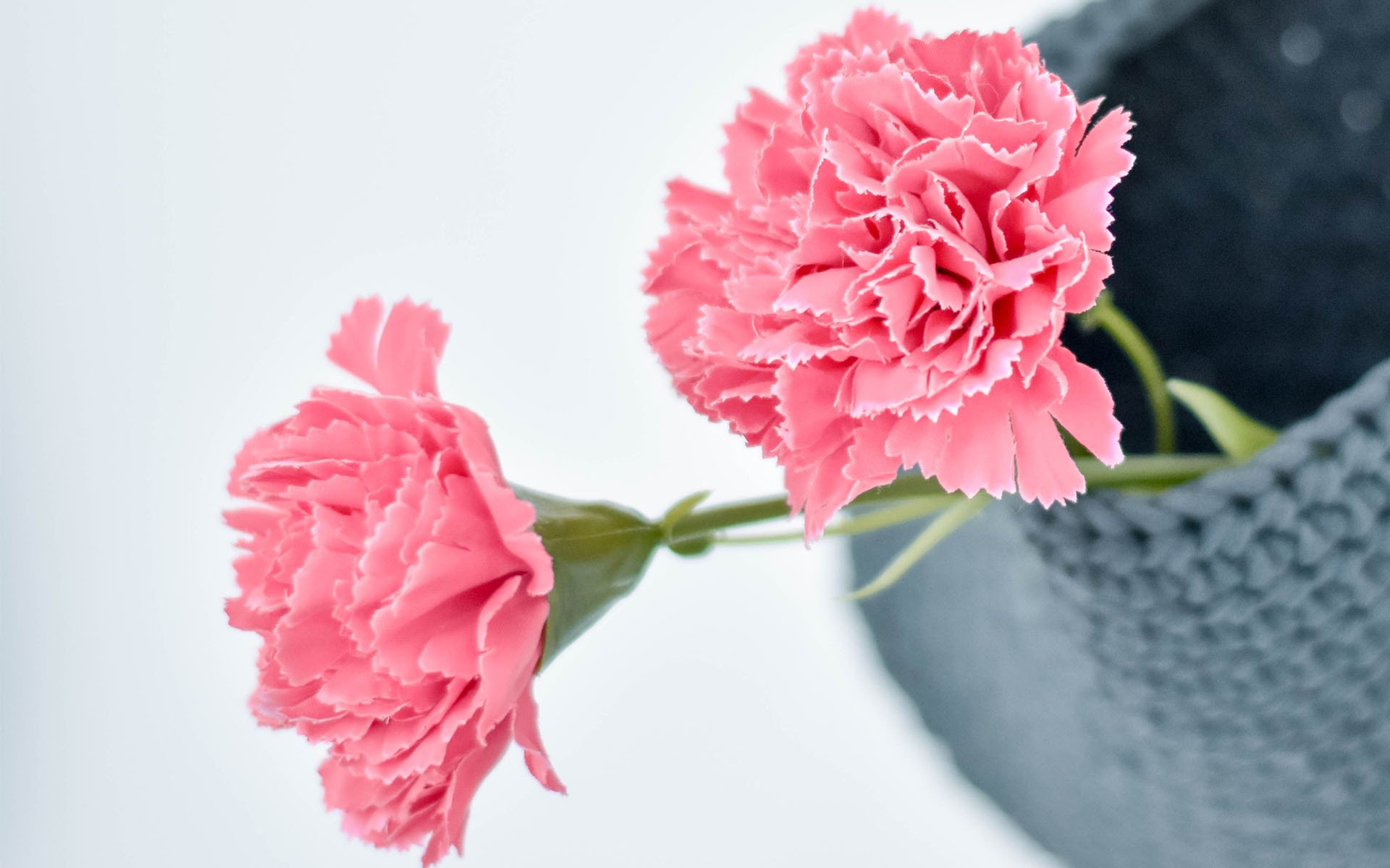 小清新,静物,插花,花卉