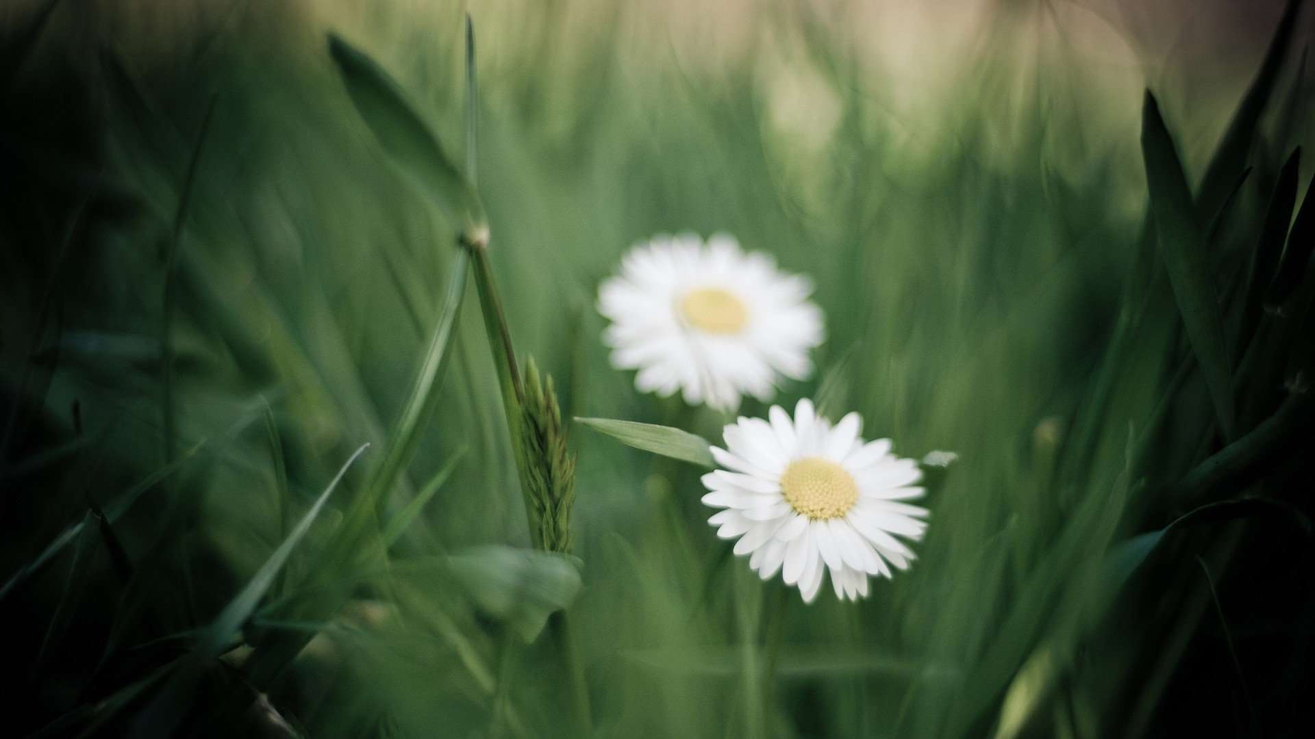 小清新,植物,花卉,菊花,雏菊