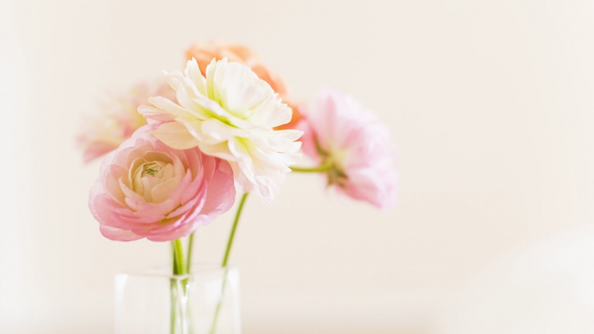小清新,植物,花卉,日系