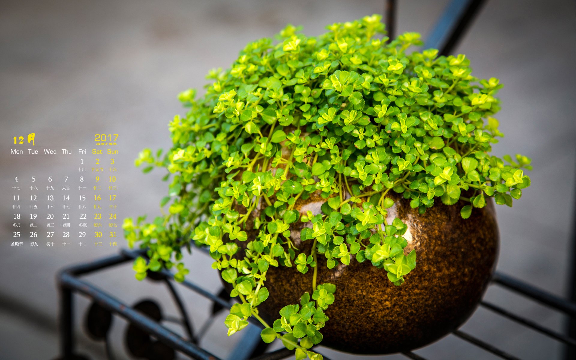 月历,苔藓,植物