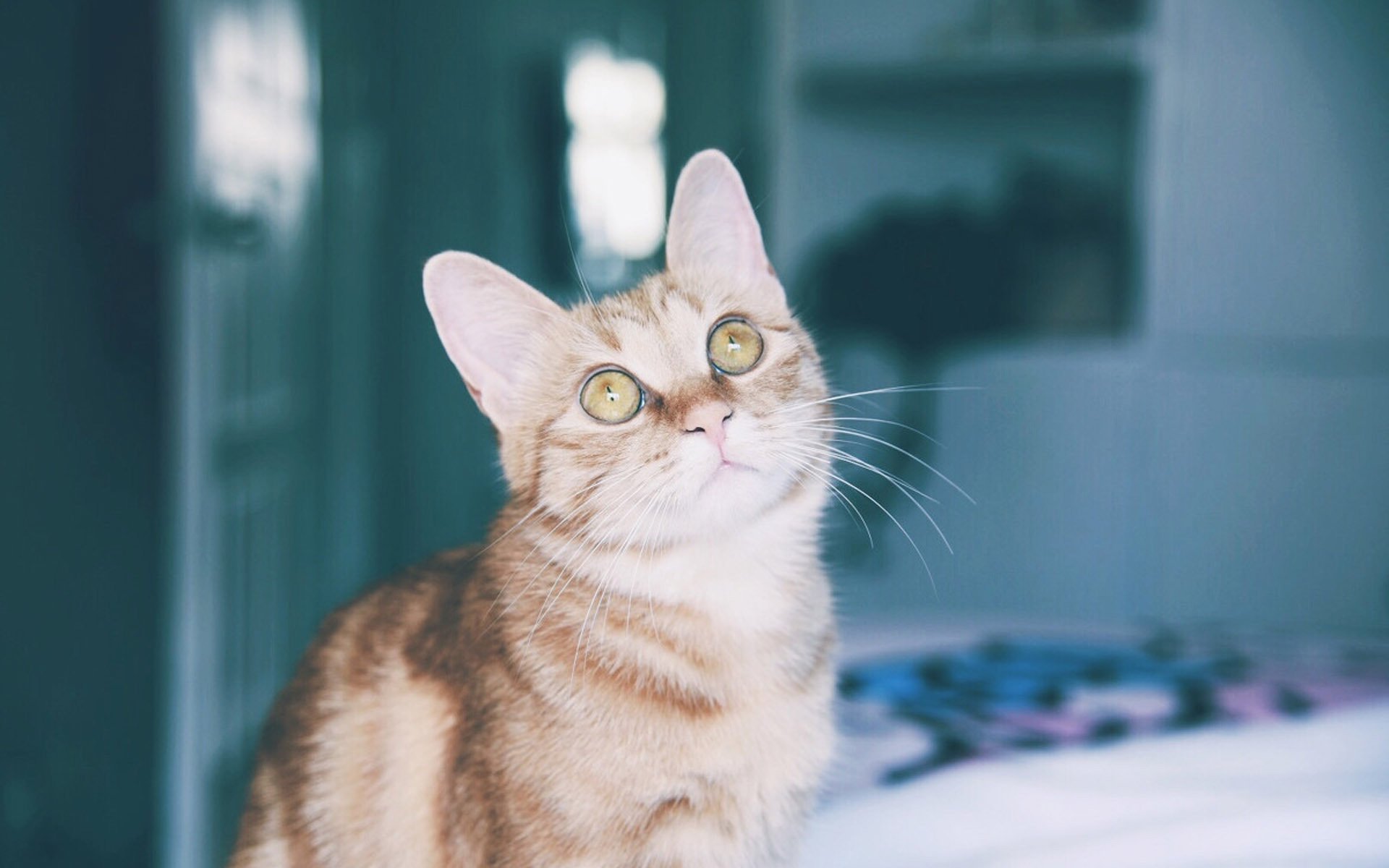 萌宠,动物,喵星人,猫