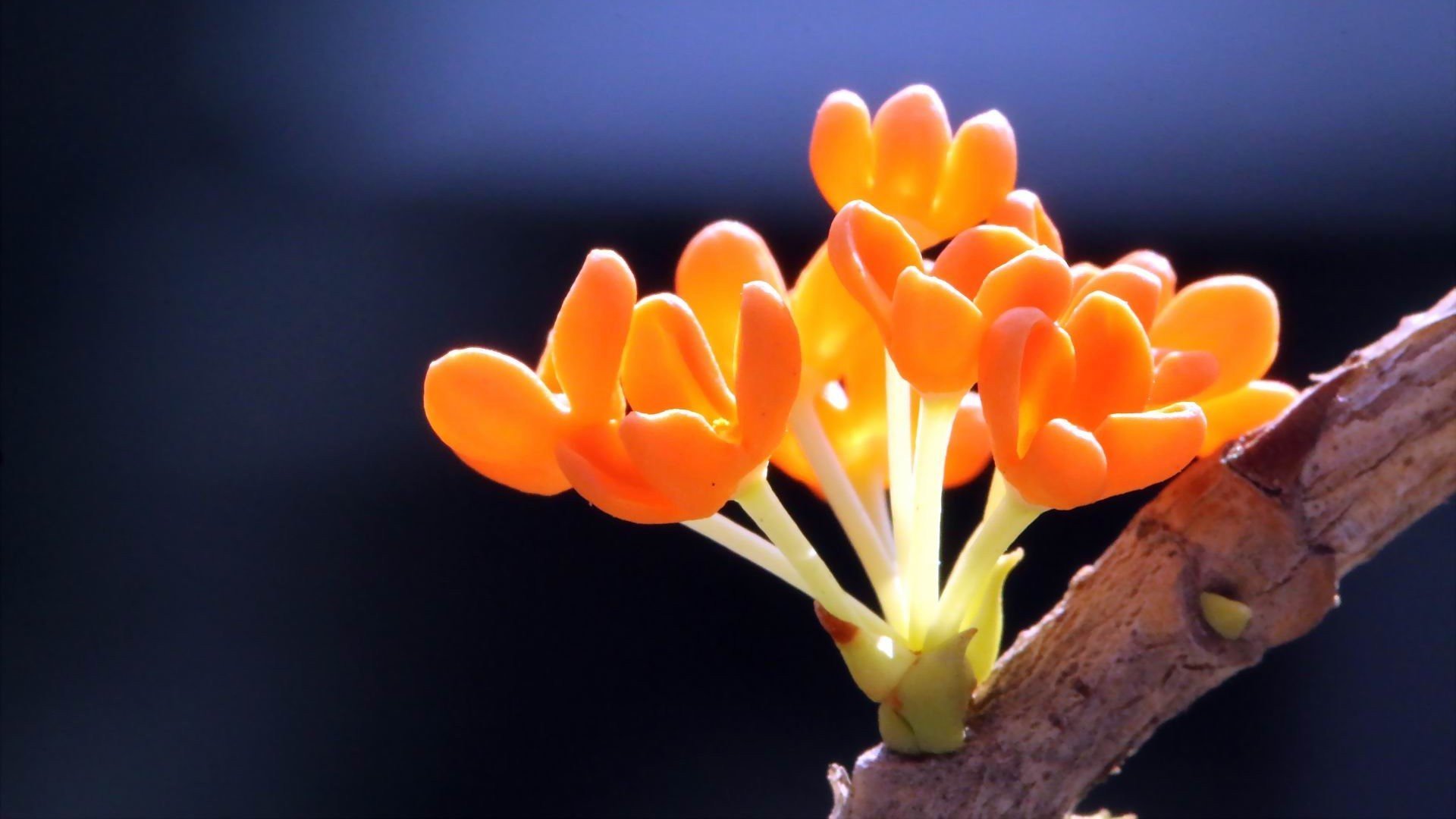 小清新,植物,花朵,娇艳欲滴,桂花