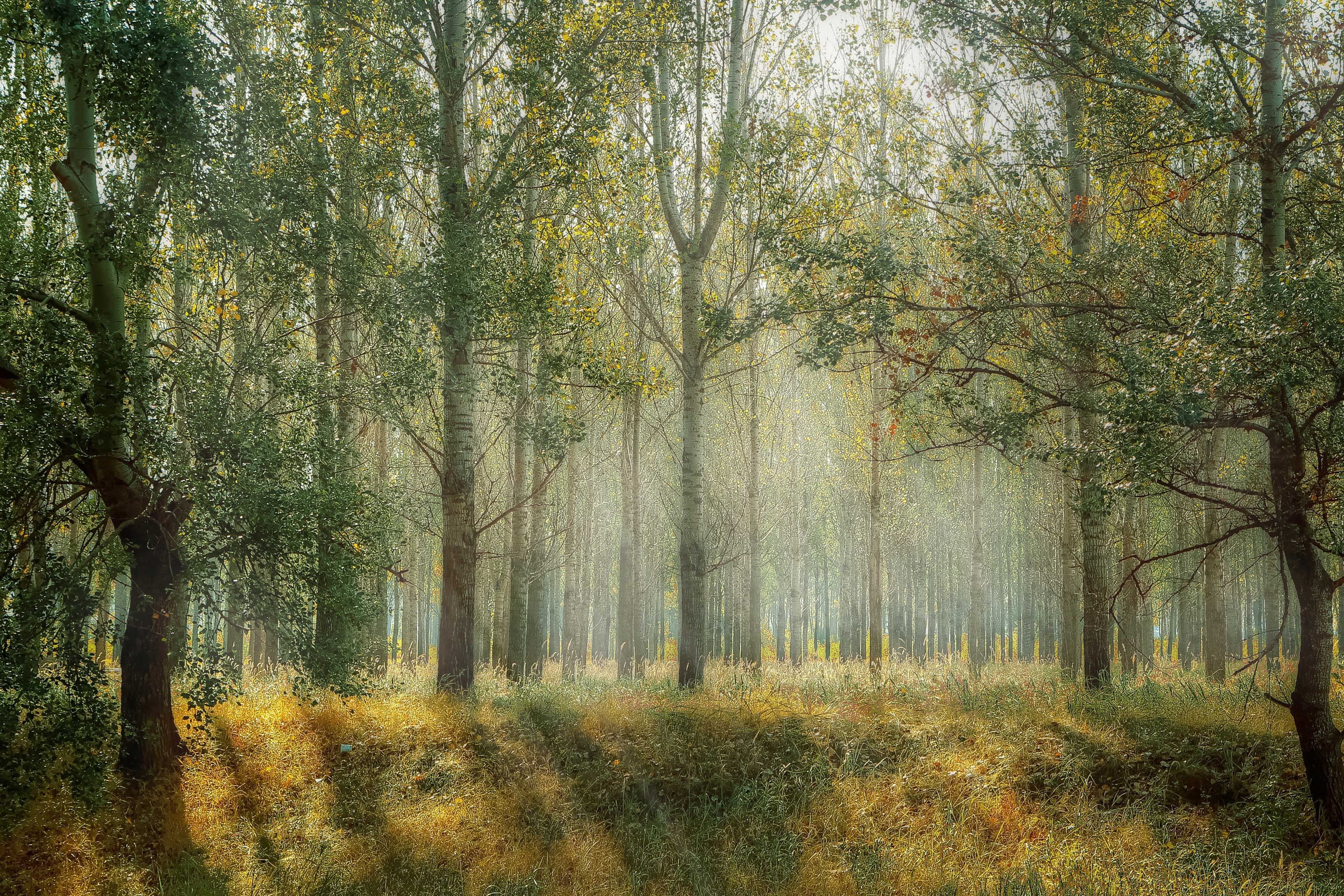 风景,森林,阳光,草地