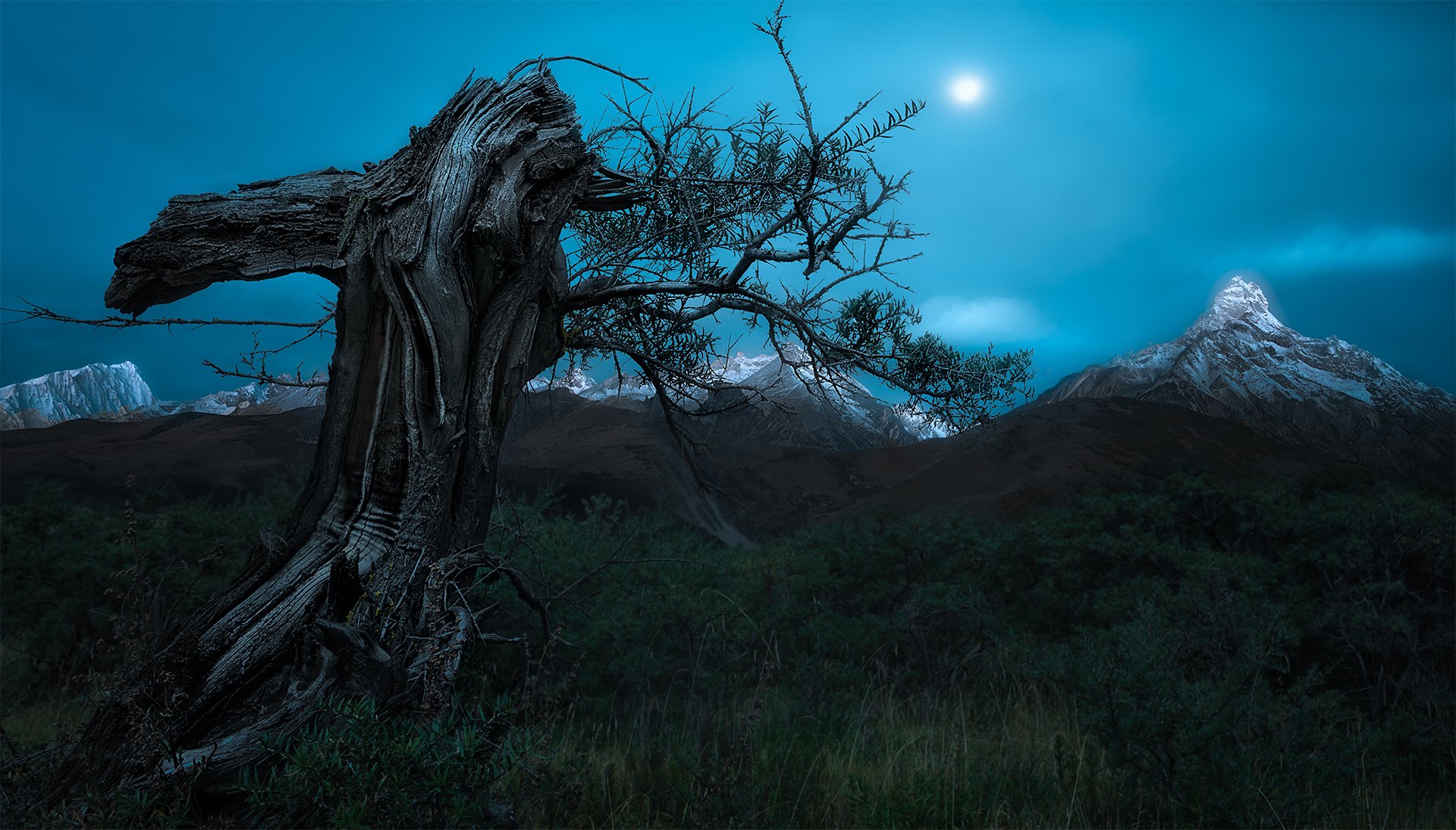 雪山,月夜,枯树,小月坡