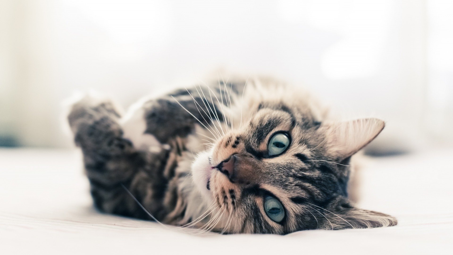 萌宠,动物,喵星人,猫