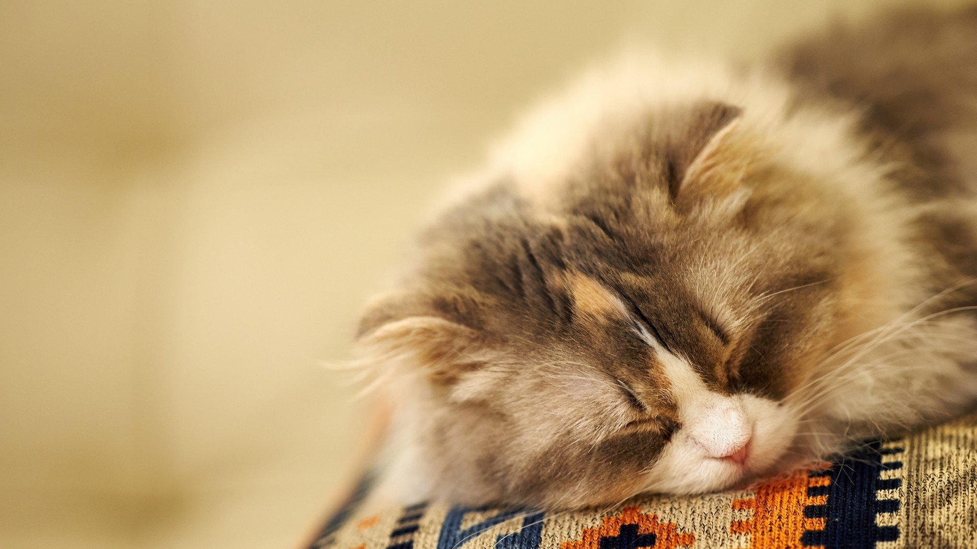 萌宠,动物,猫,喵星人