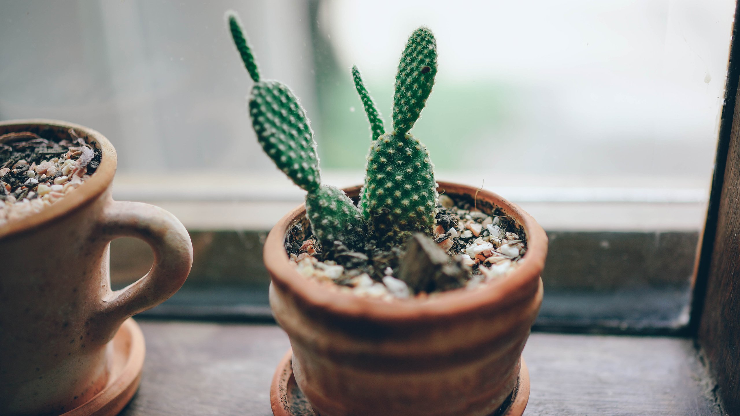 小清新,静物写真,盆栽,仙人掌