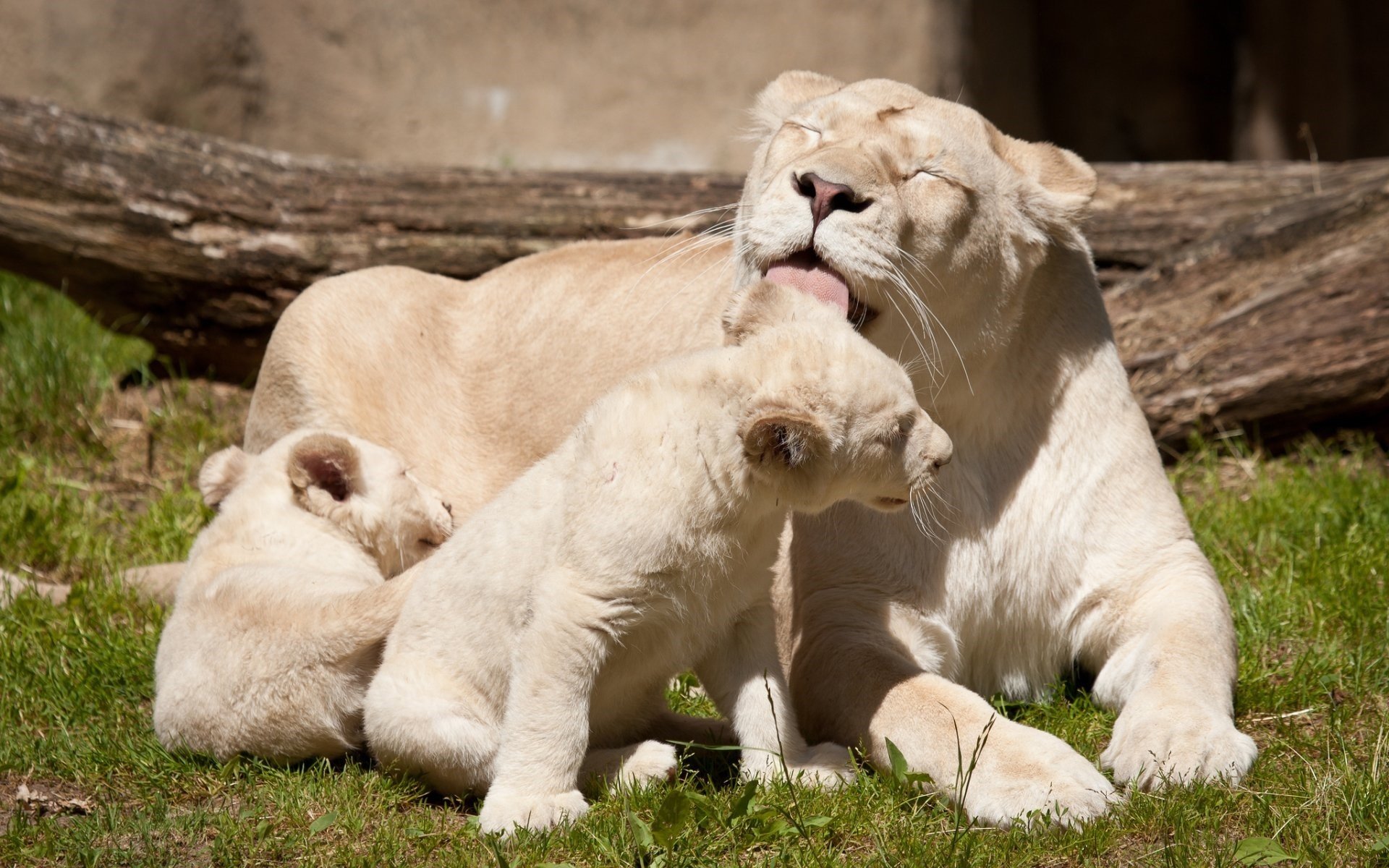 动物,野生动物,白狮,狮子