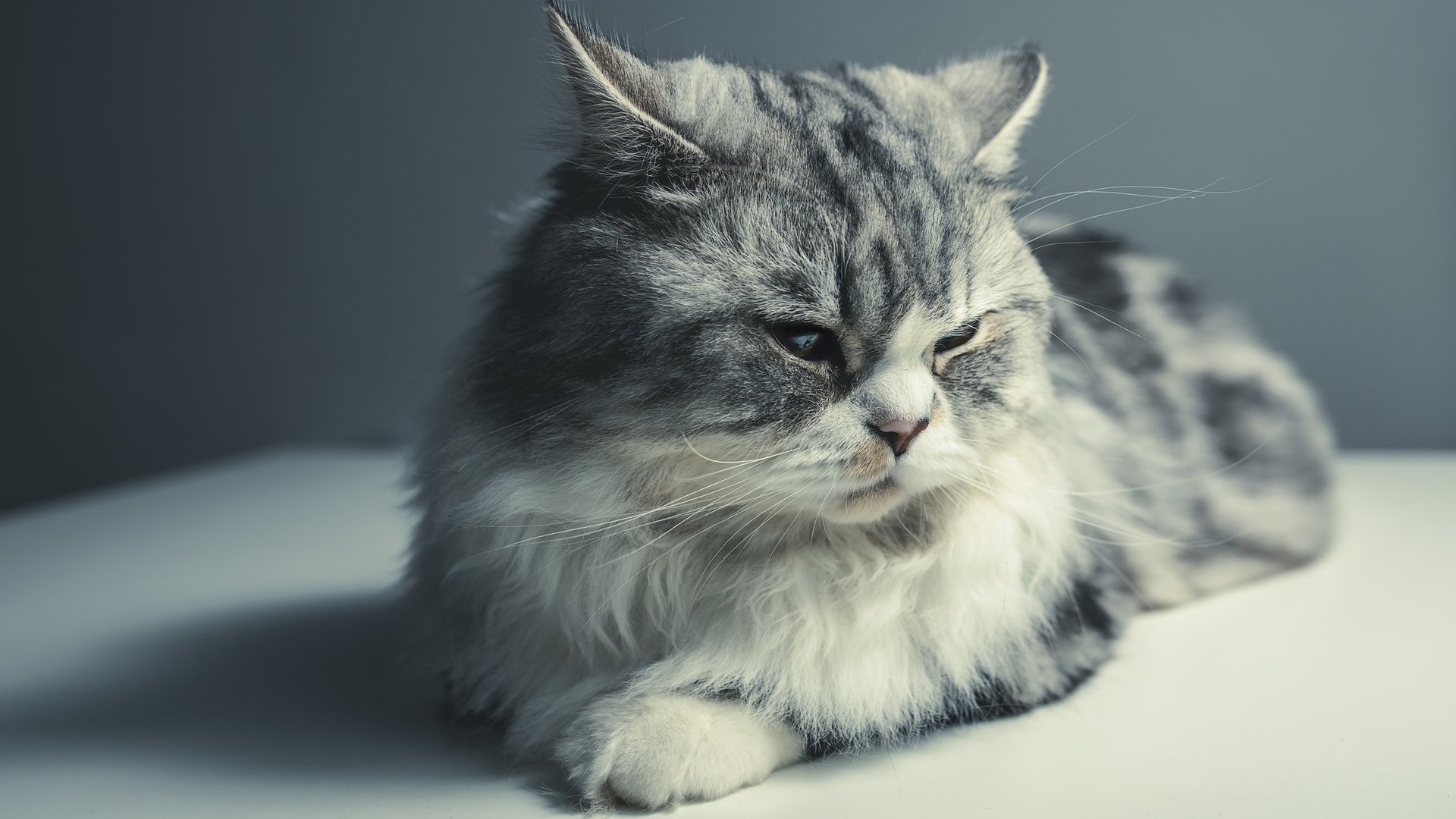 萌宠,动物,喵星人,猫