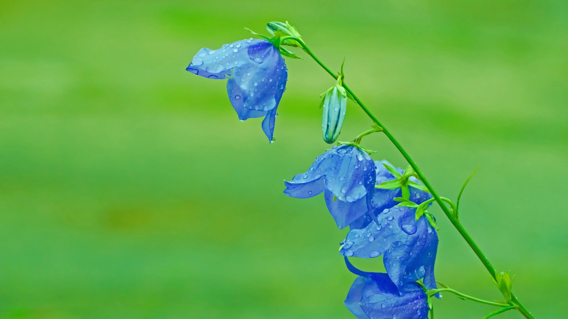 绿色,花卉,小清新