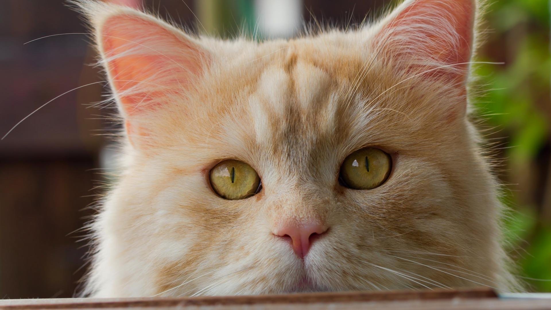 萌宠,动物,猫,喵星人,橘猫