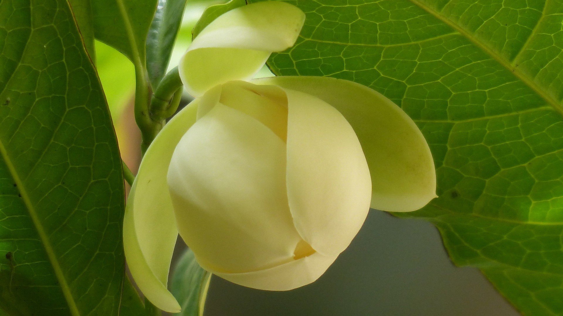 小清新,清新淡雅,奇异夜香木兰花