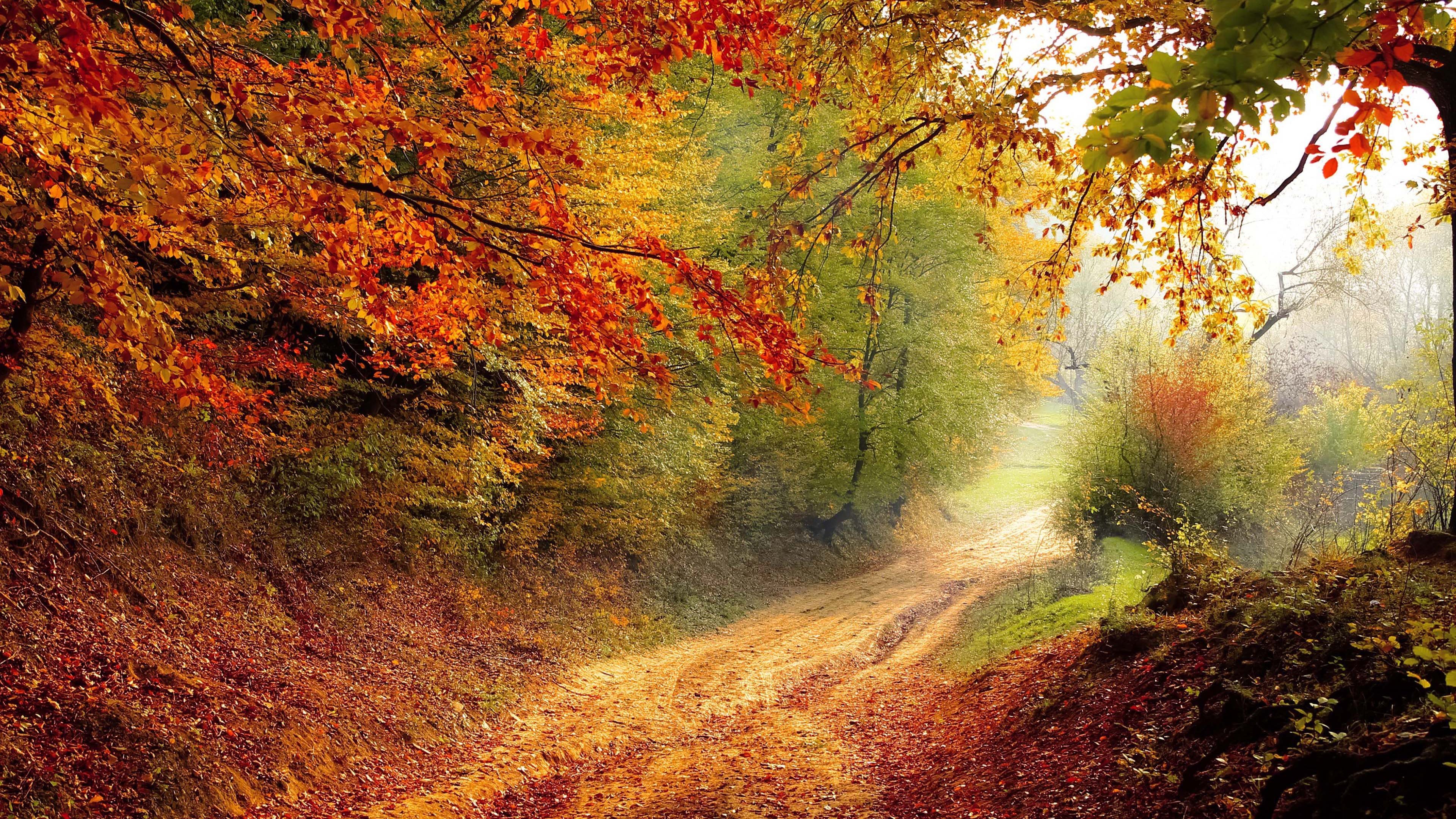 4k,风景,秋天,森林,落叶