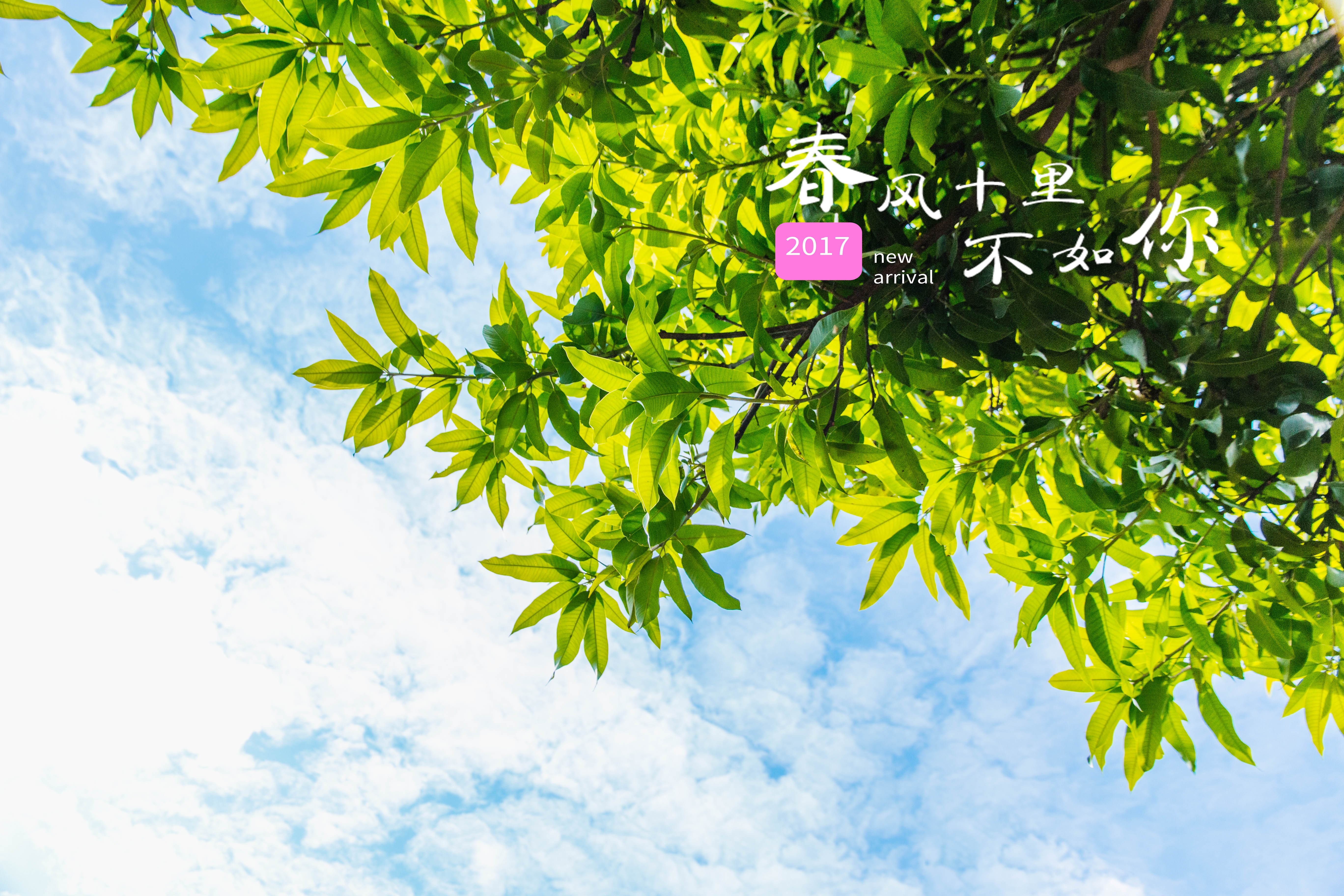 春风,文字控,大鱼