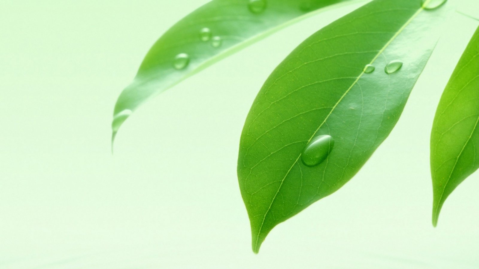 小清新,绿色,养眼,叶子