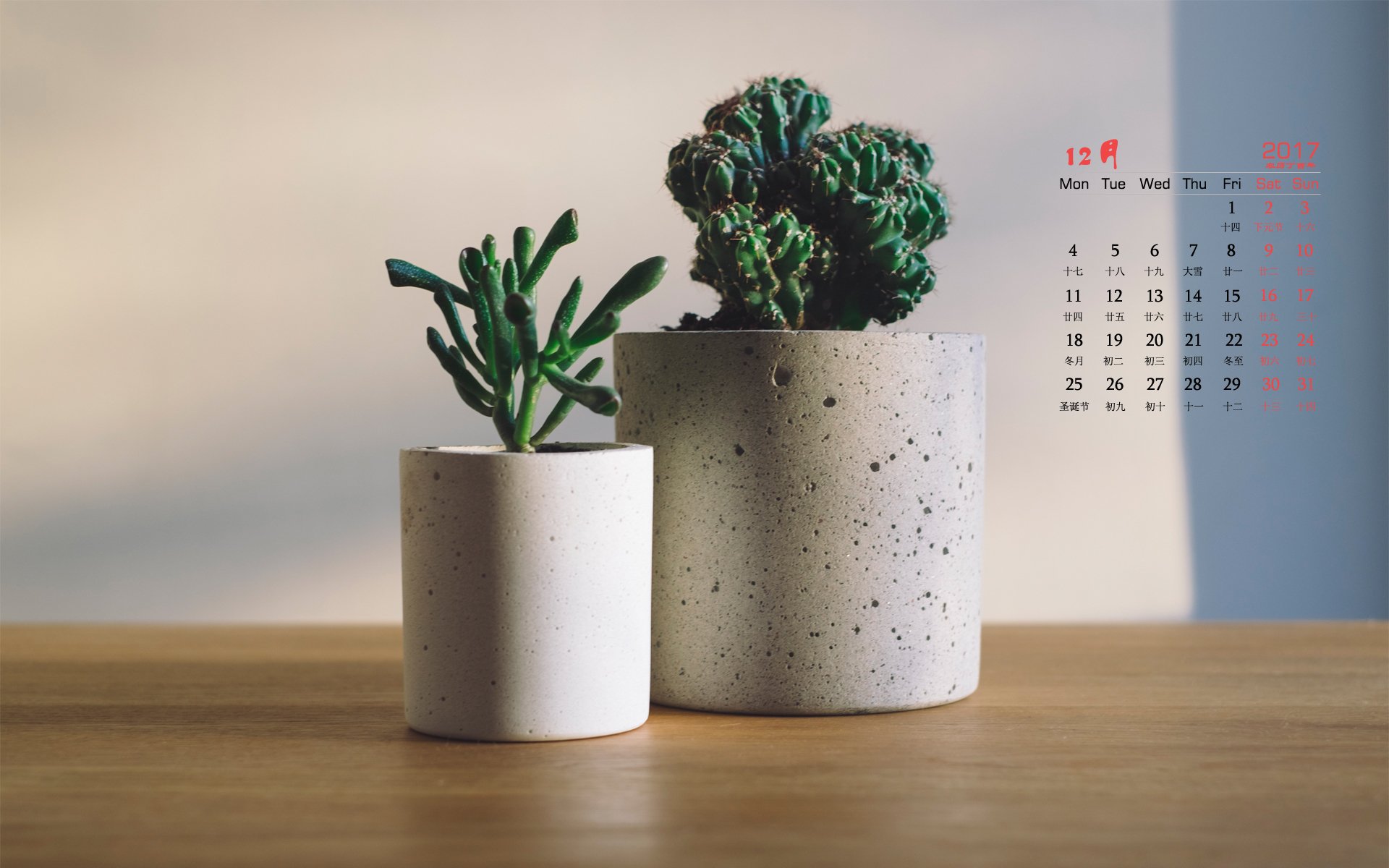 月历,静物,多肉