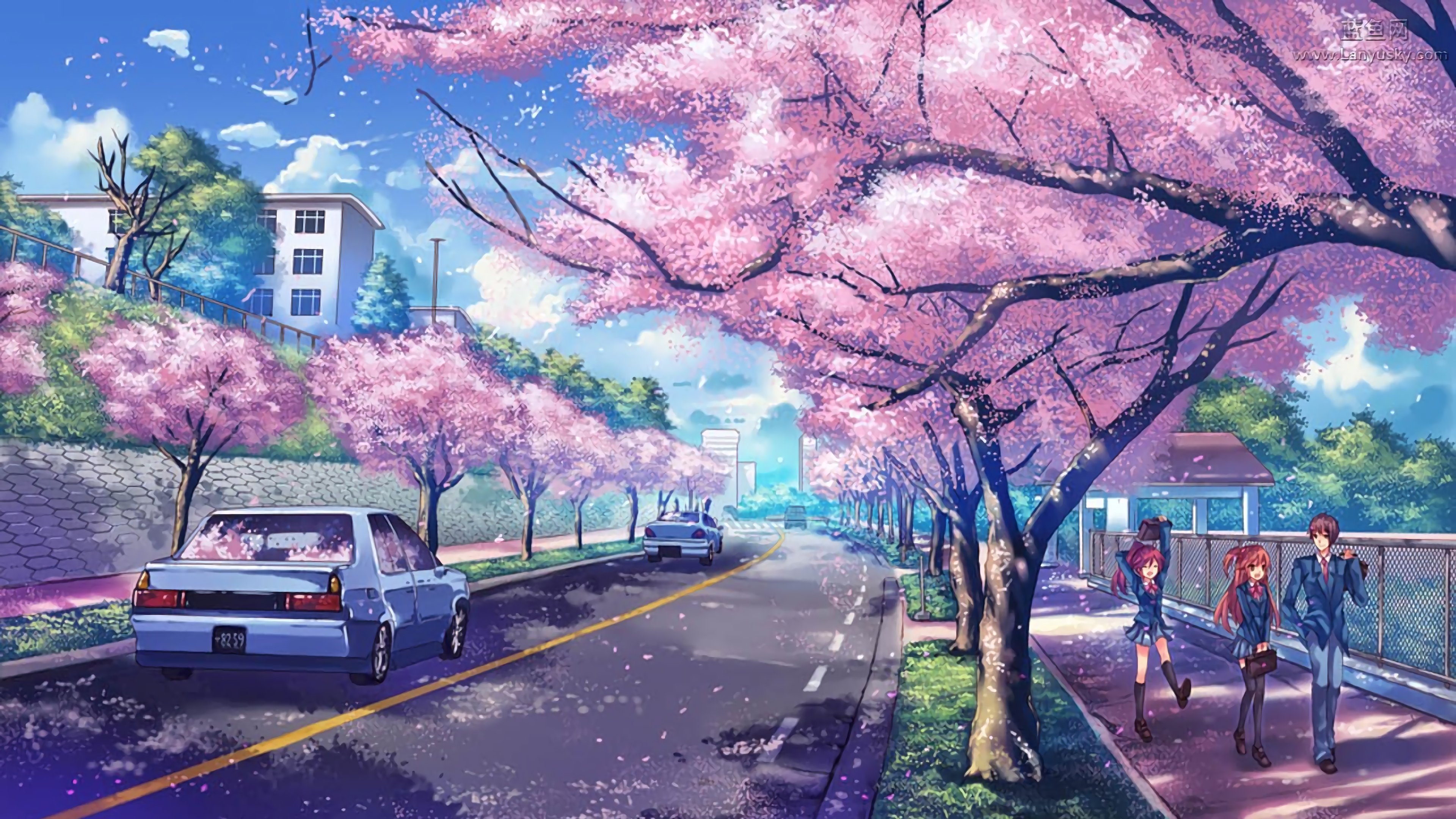 4K,动漫,风景,樱花