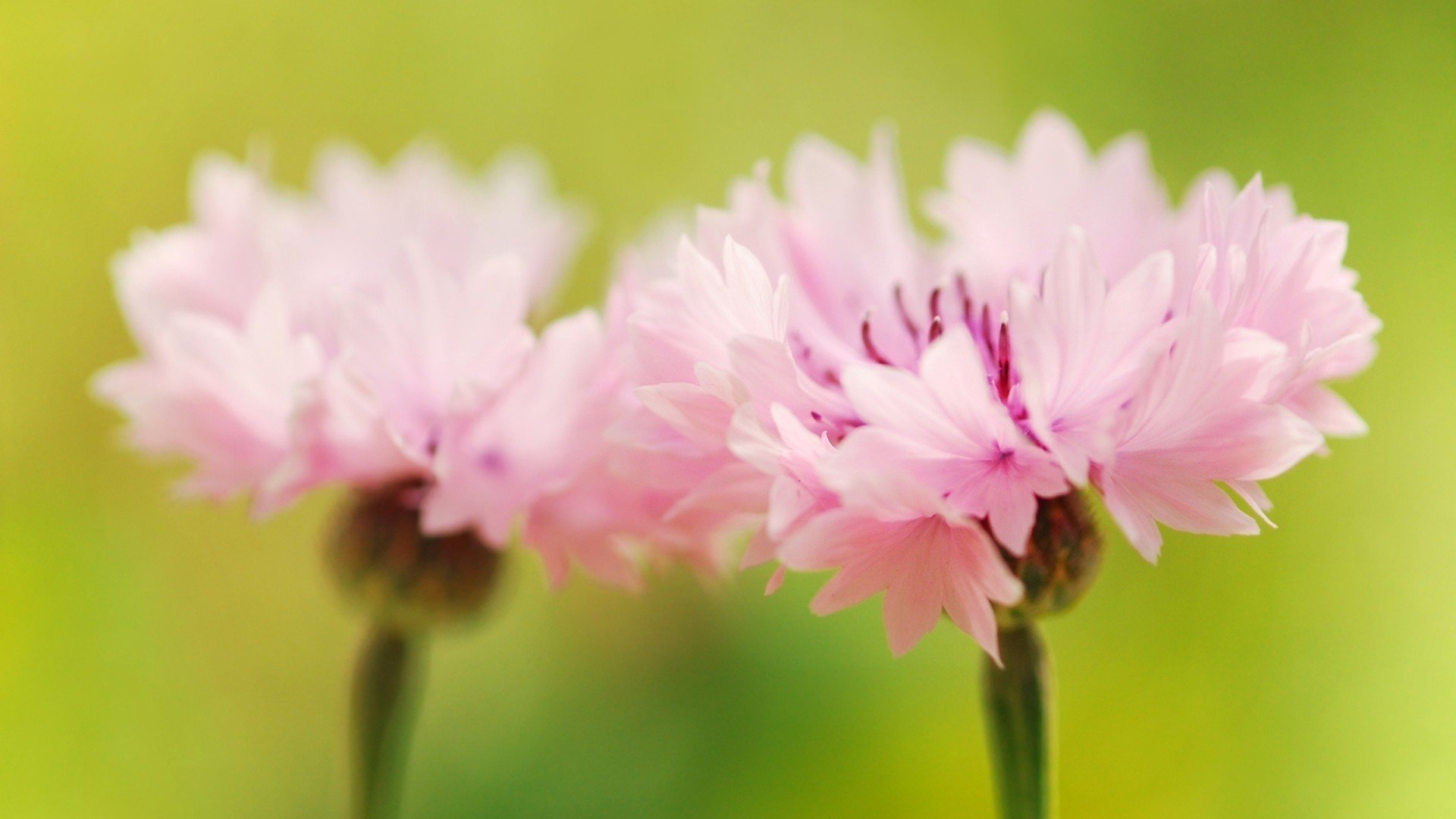 小清新,植物,花卉,粉色