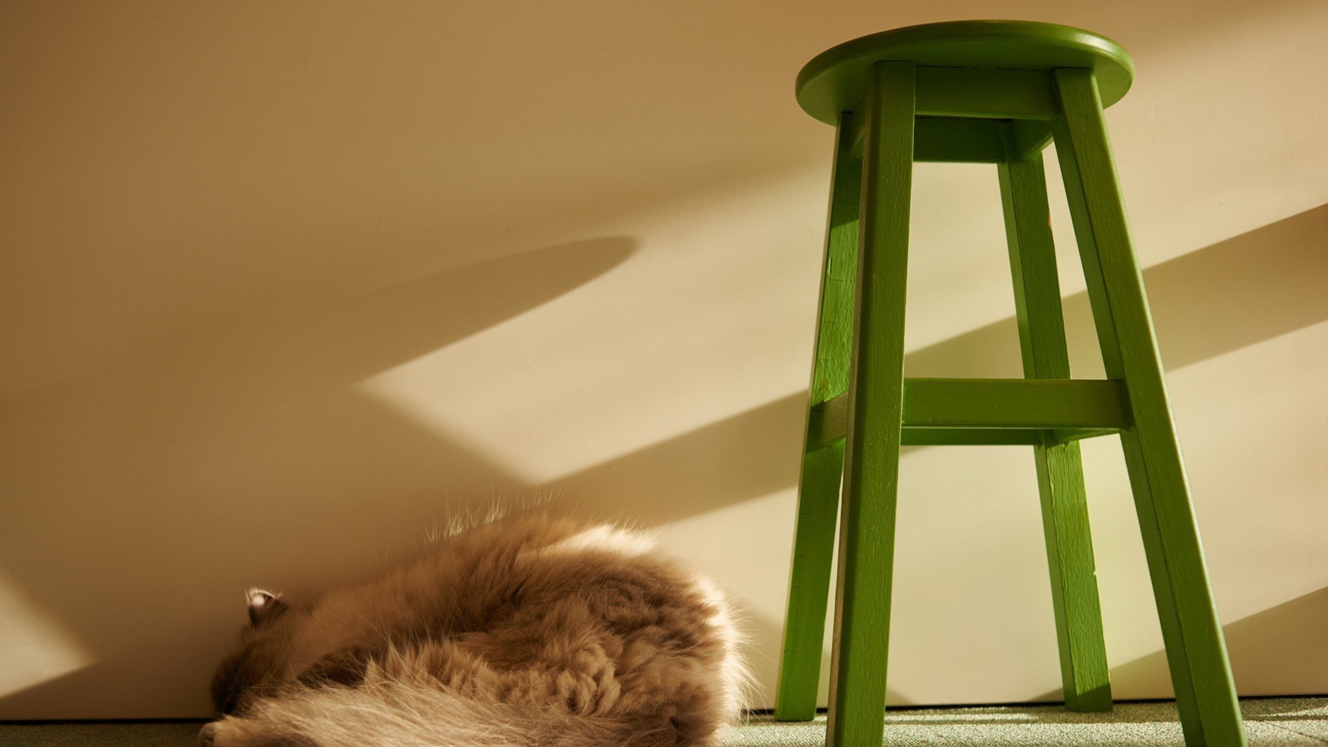 萌宠,动物,猫,喵星人