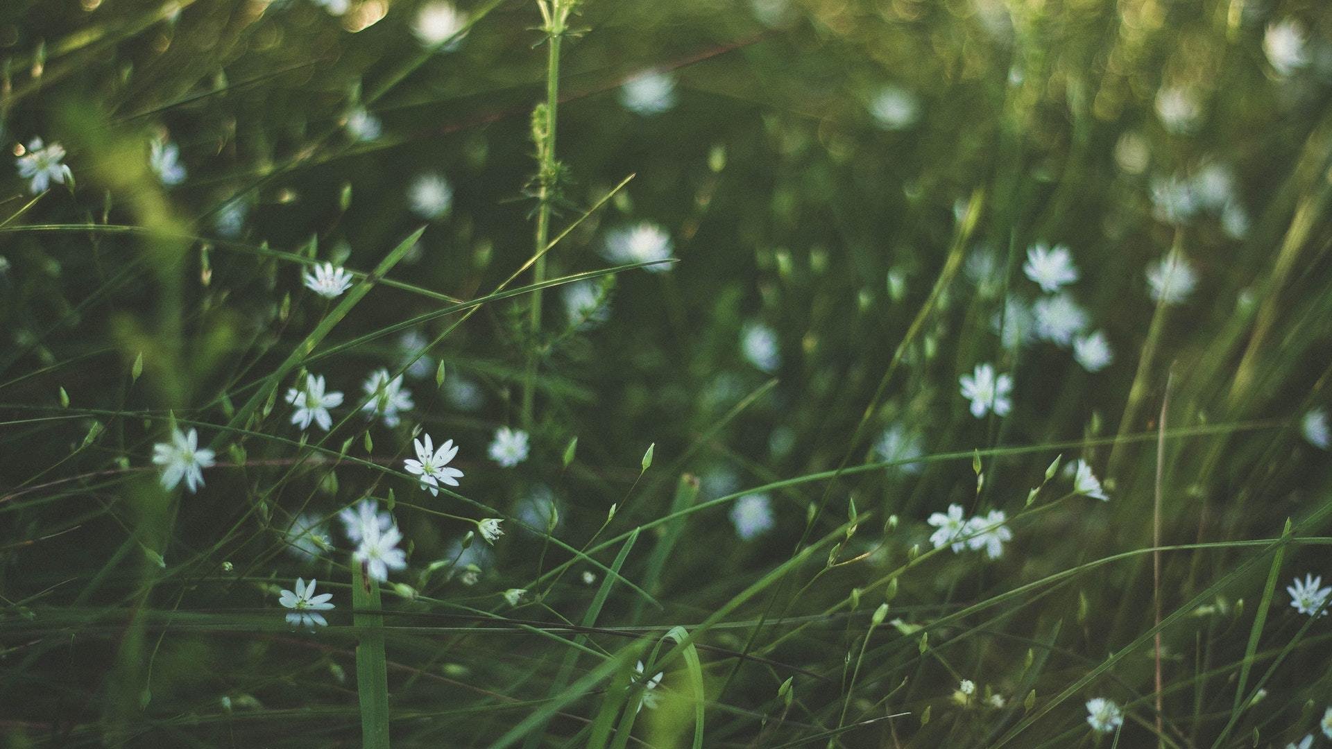 小清新,植物,满天星,花卉,草