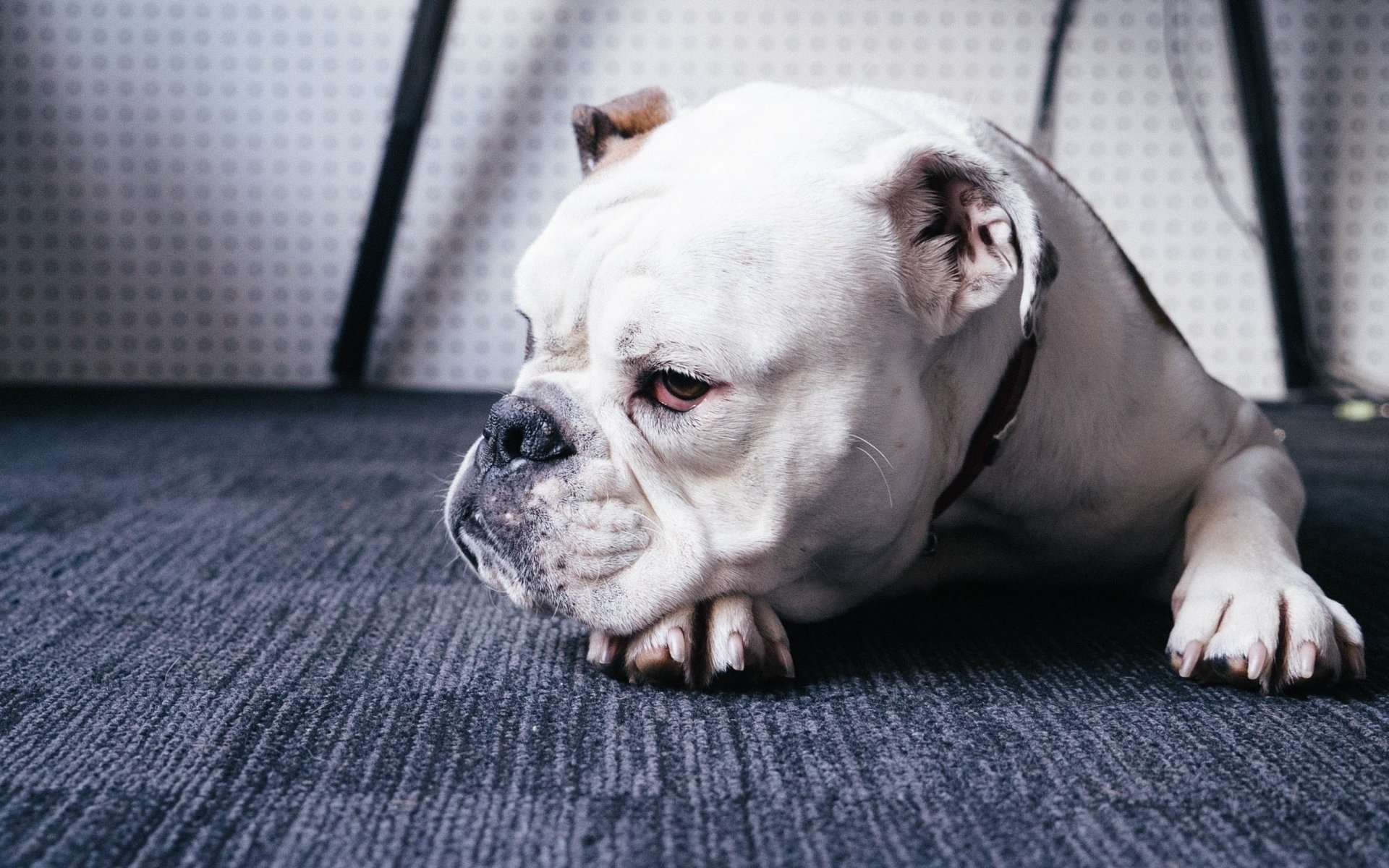 萌宠,动物,狗,汪星人,斗牛犬