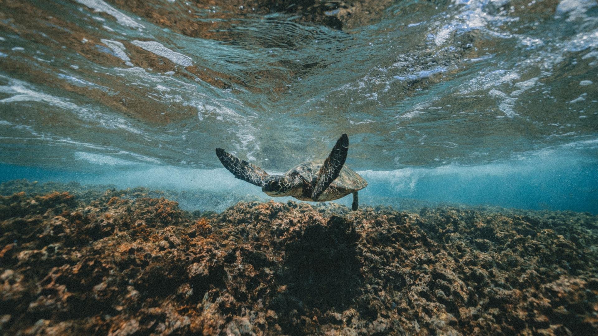 萌宠,动物,乌龟