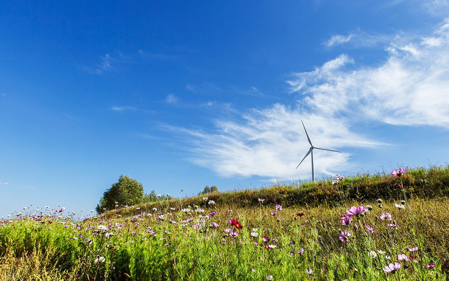 风景,蓝天白云,草原