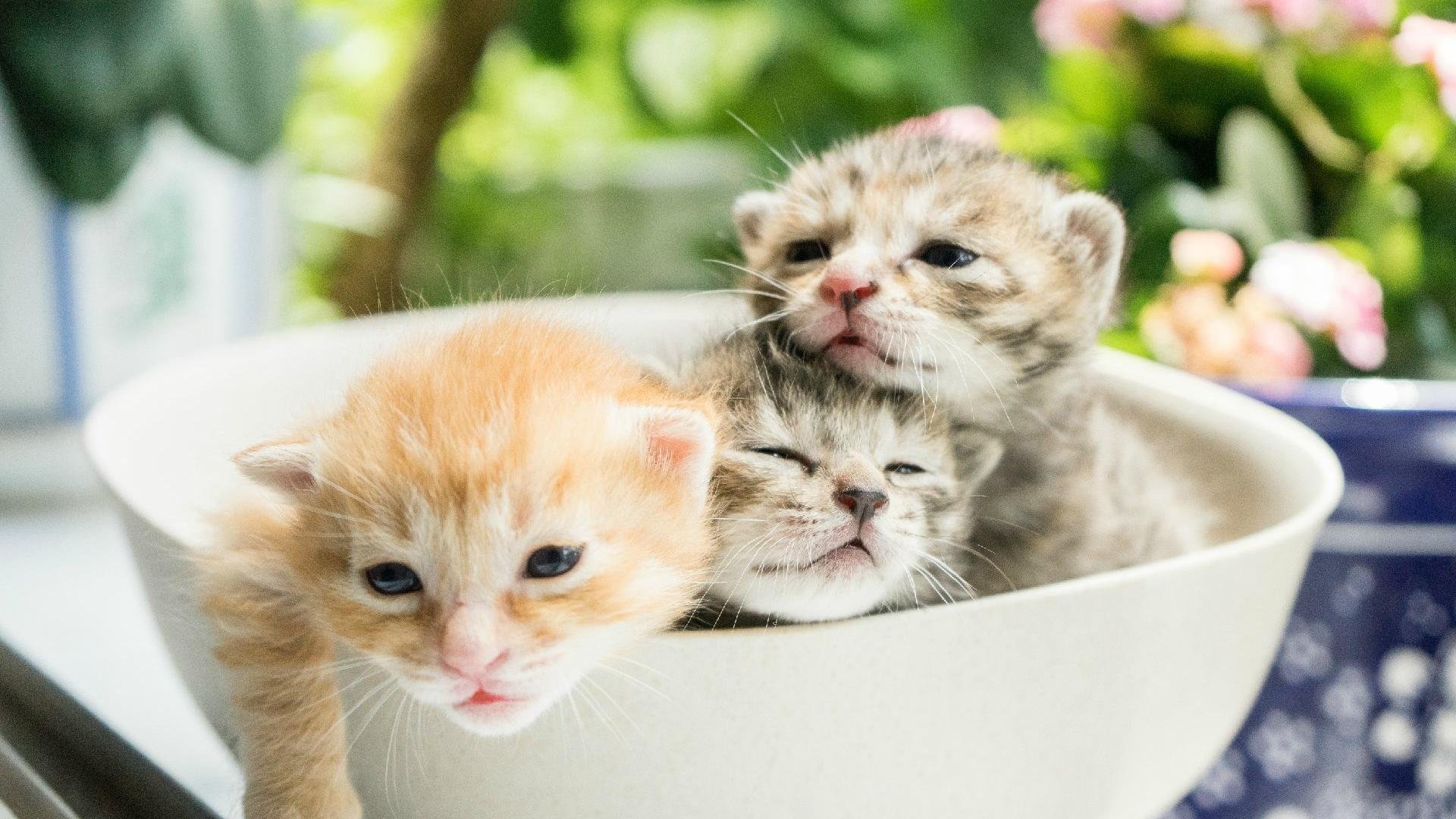 萌宠,动物,猫,喵星人