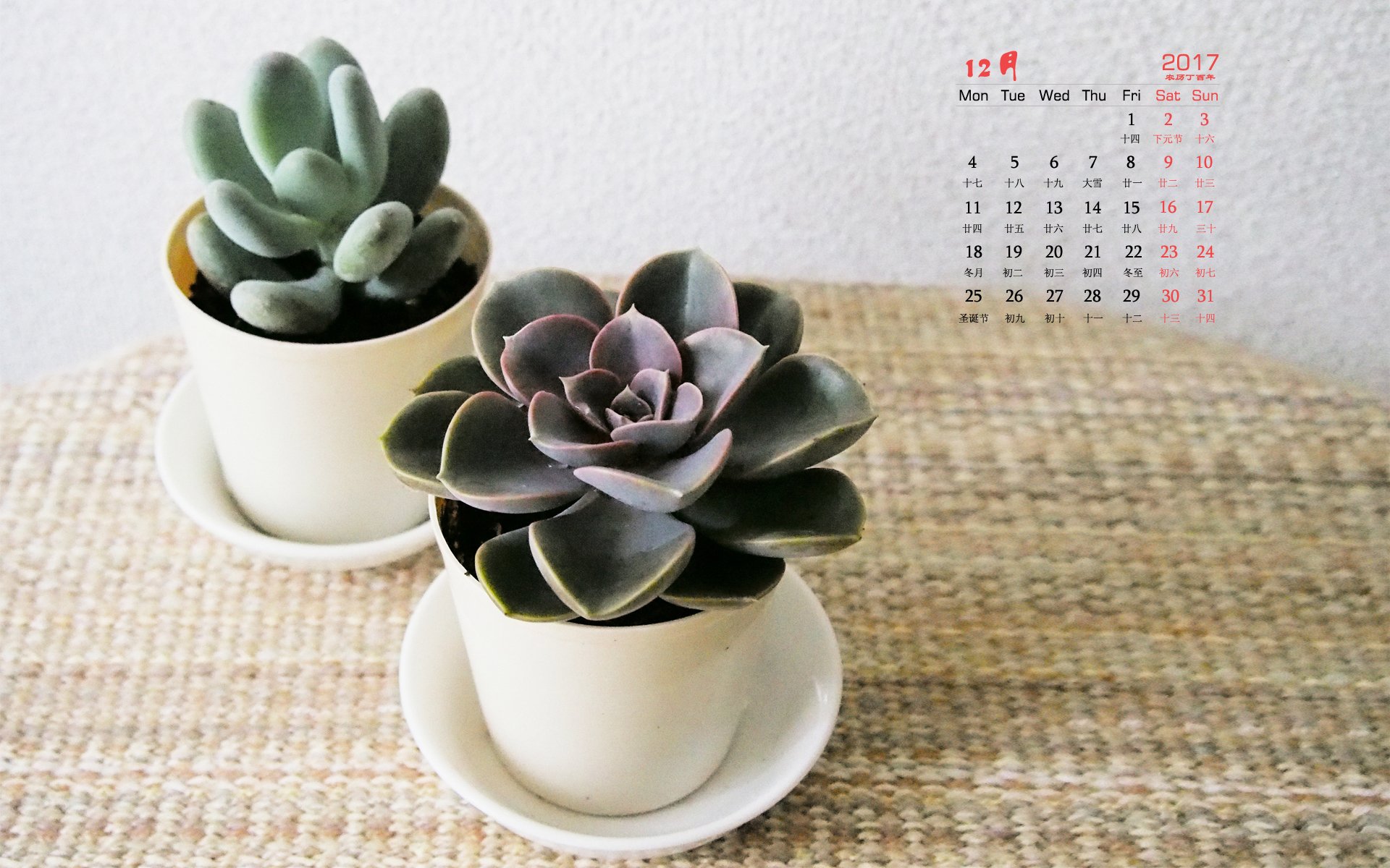 月历,多肉,静物