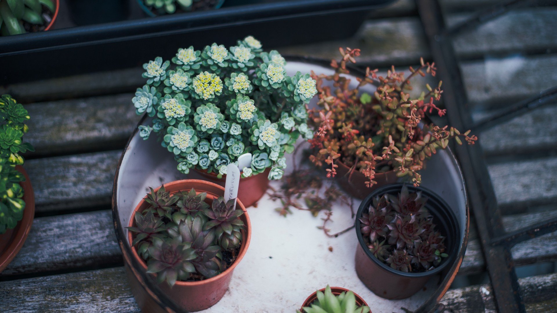 小清新,静物写真,盆栽,多肉