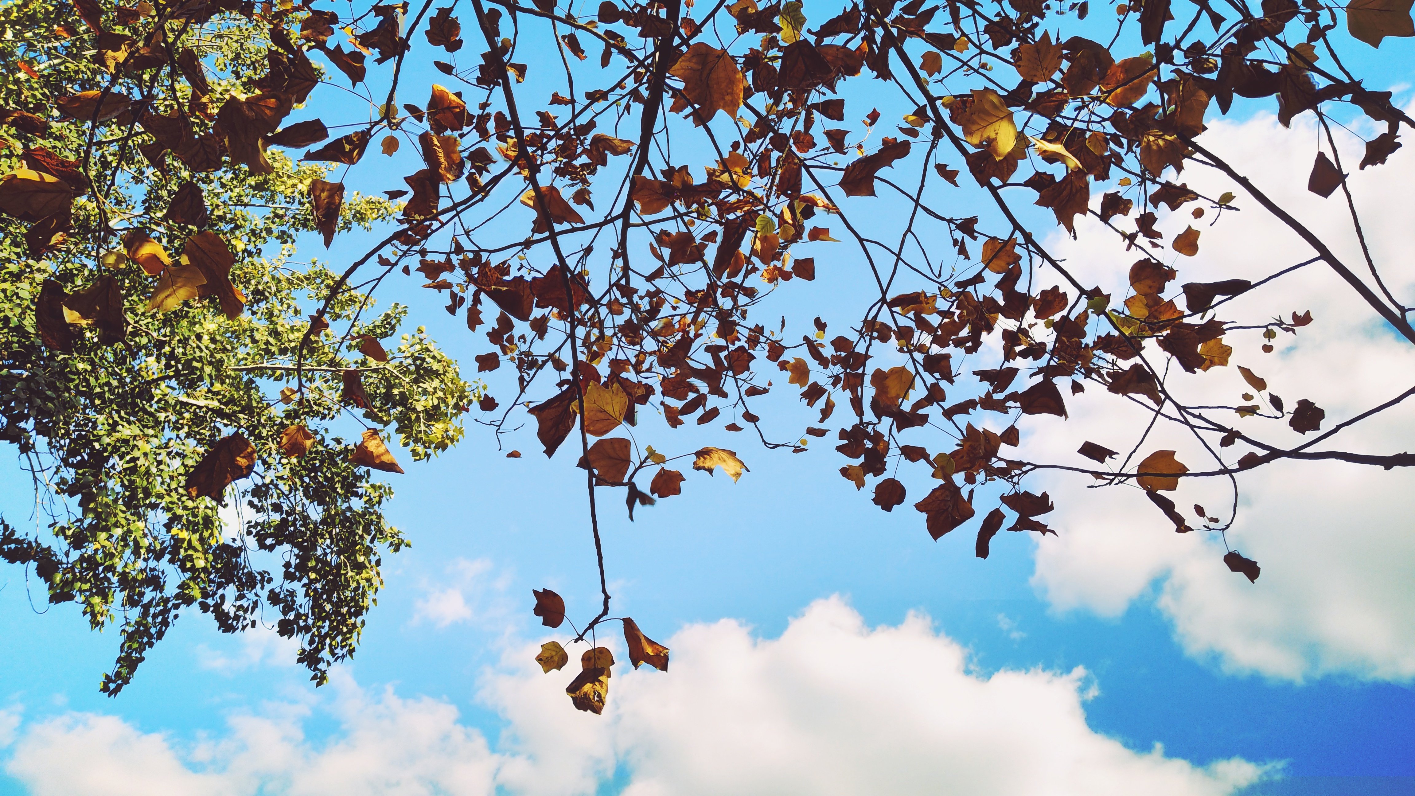 蓝天白云,风景,落叶