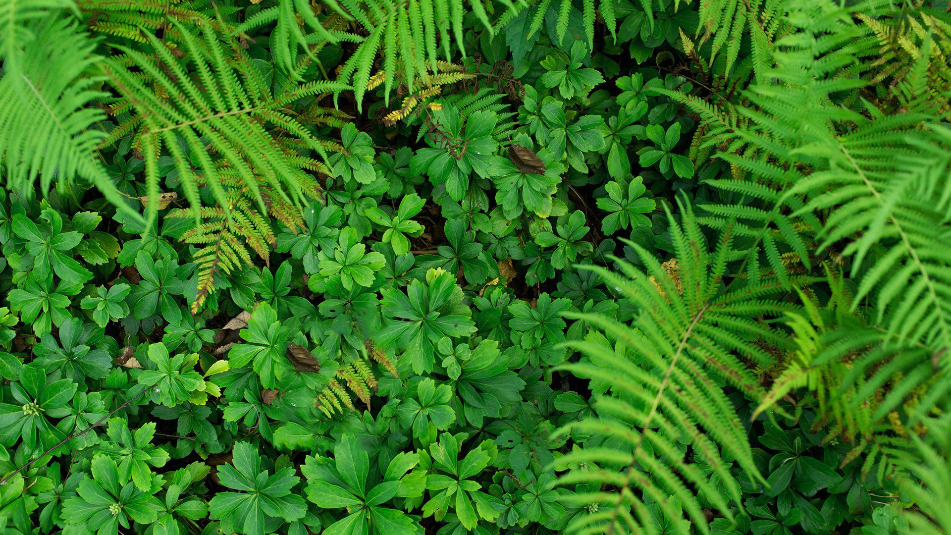 小清新,植物,绿色,养眼