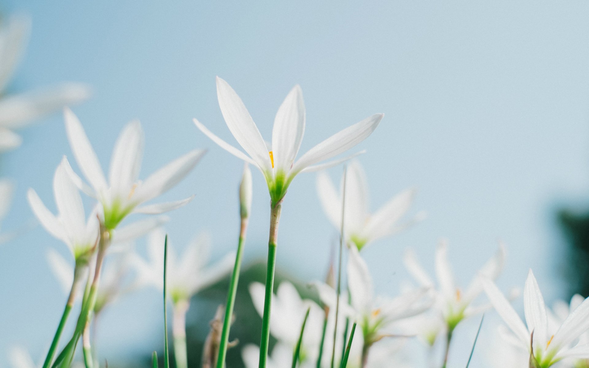小清新,清新淡雅,植物,花朵