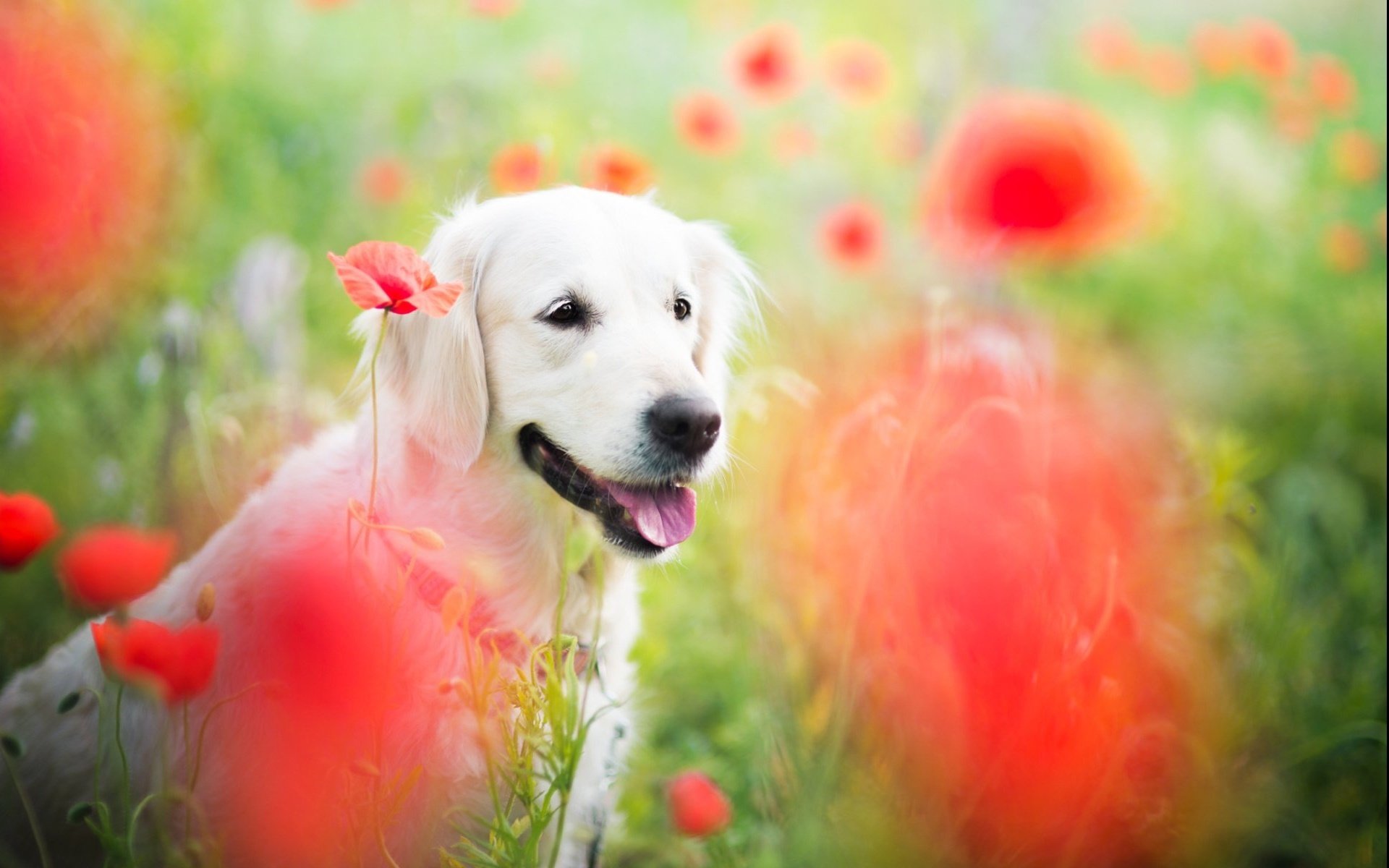 动物,萌宠,狗,汪星人