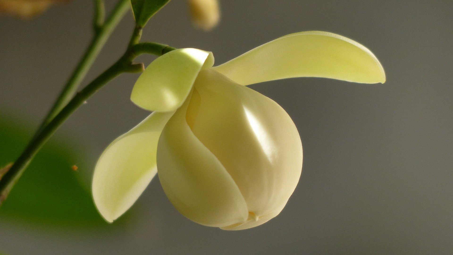 小清新,清新淡雅,奇异夜香木兰花