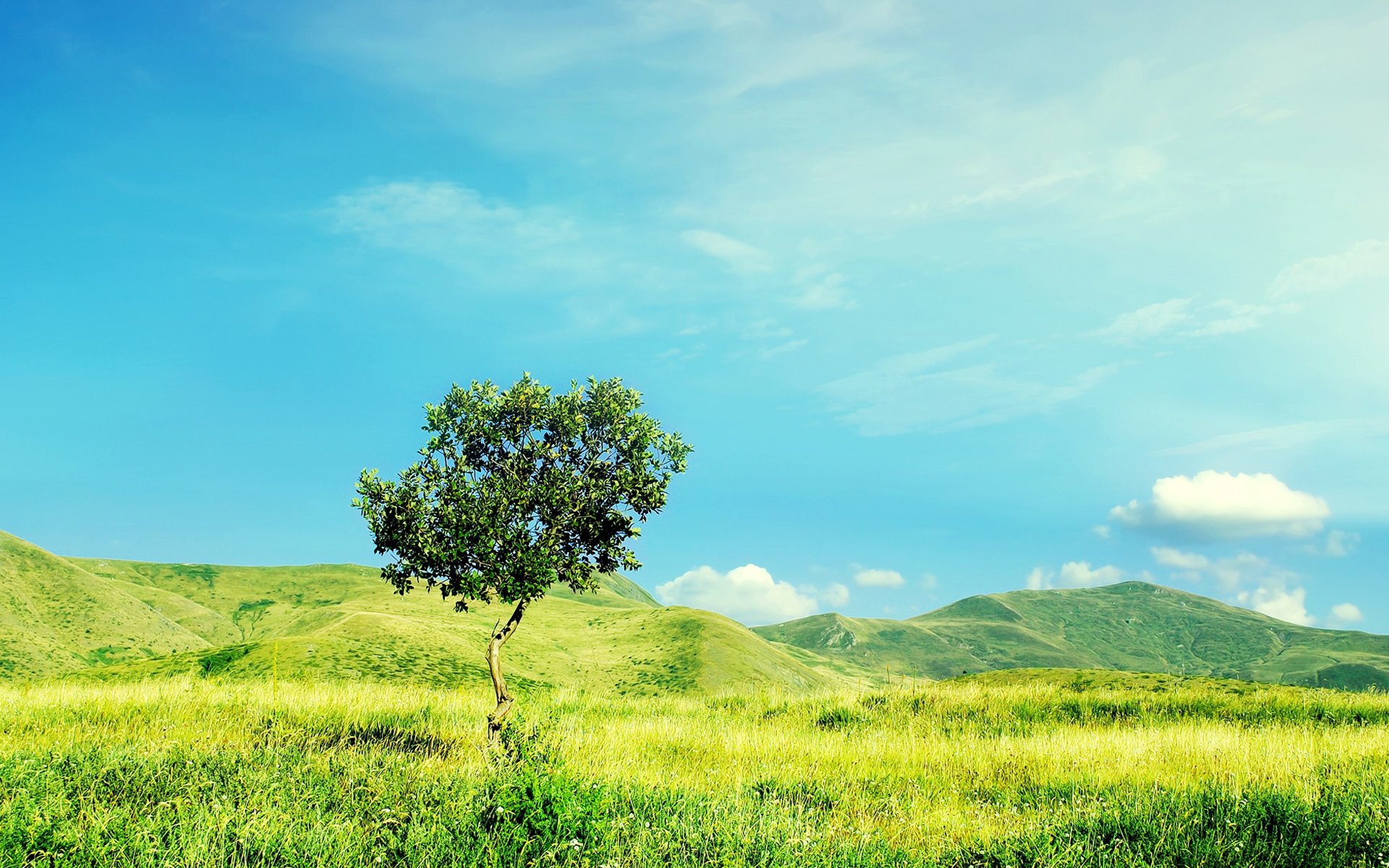 小清新,绿色,护眼壁纸,草地