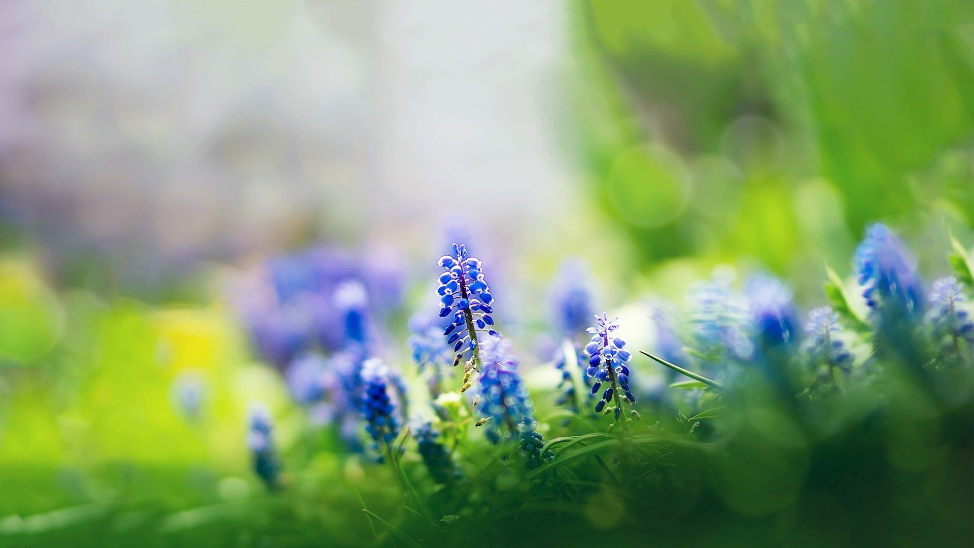 小清新,植物,绿色,花卉
