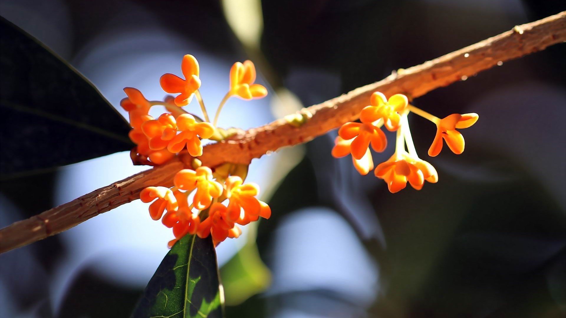 小清新,娇艳欲滴,桂花