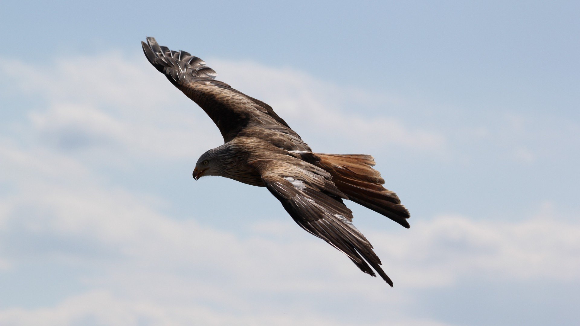 动物,飞禽,野生动物,老鹰