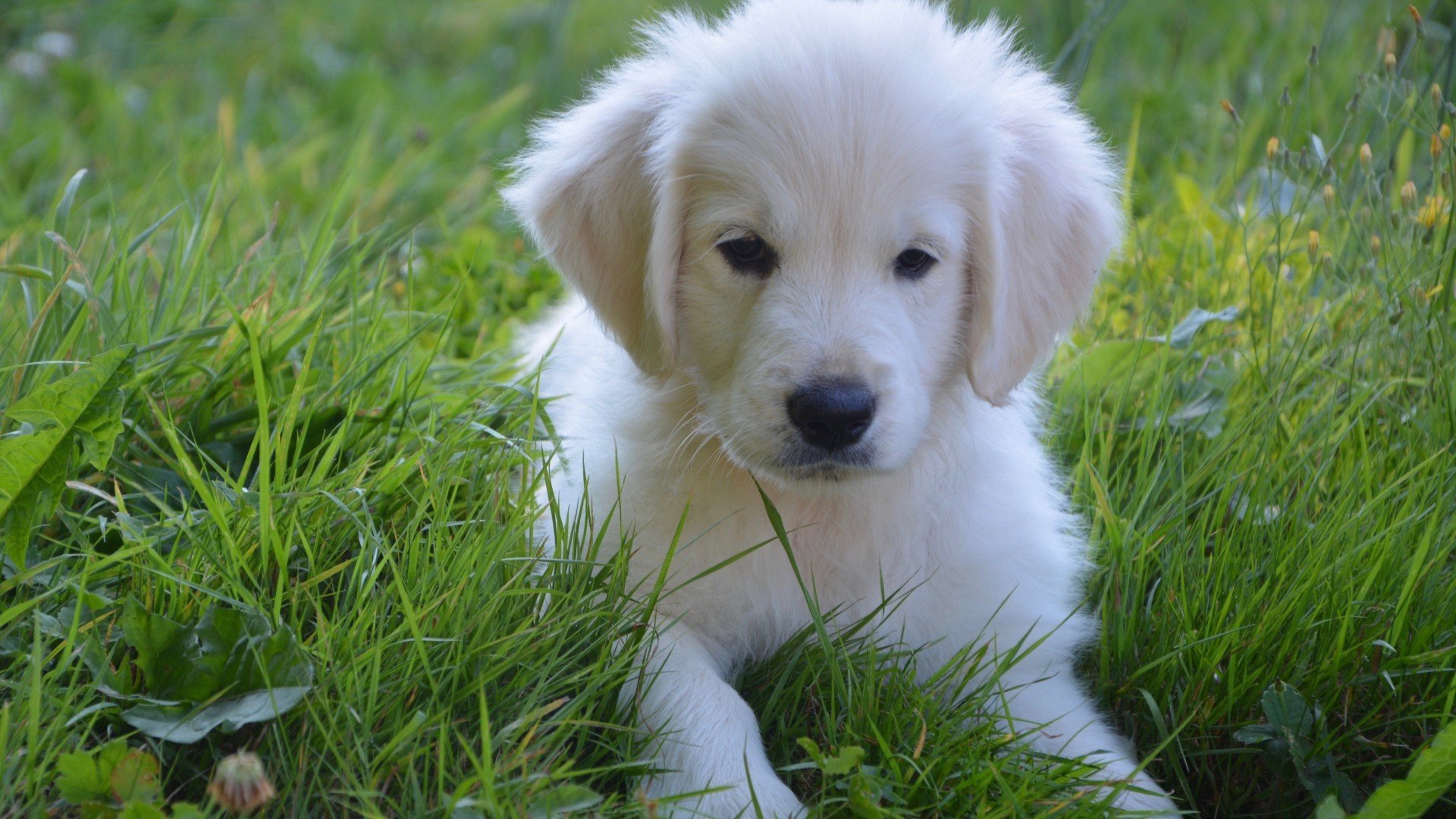 动物,萌宠,狗,小狗