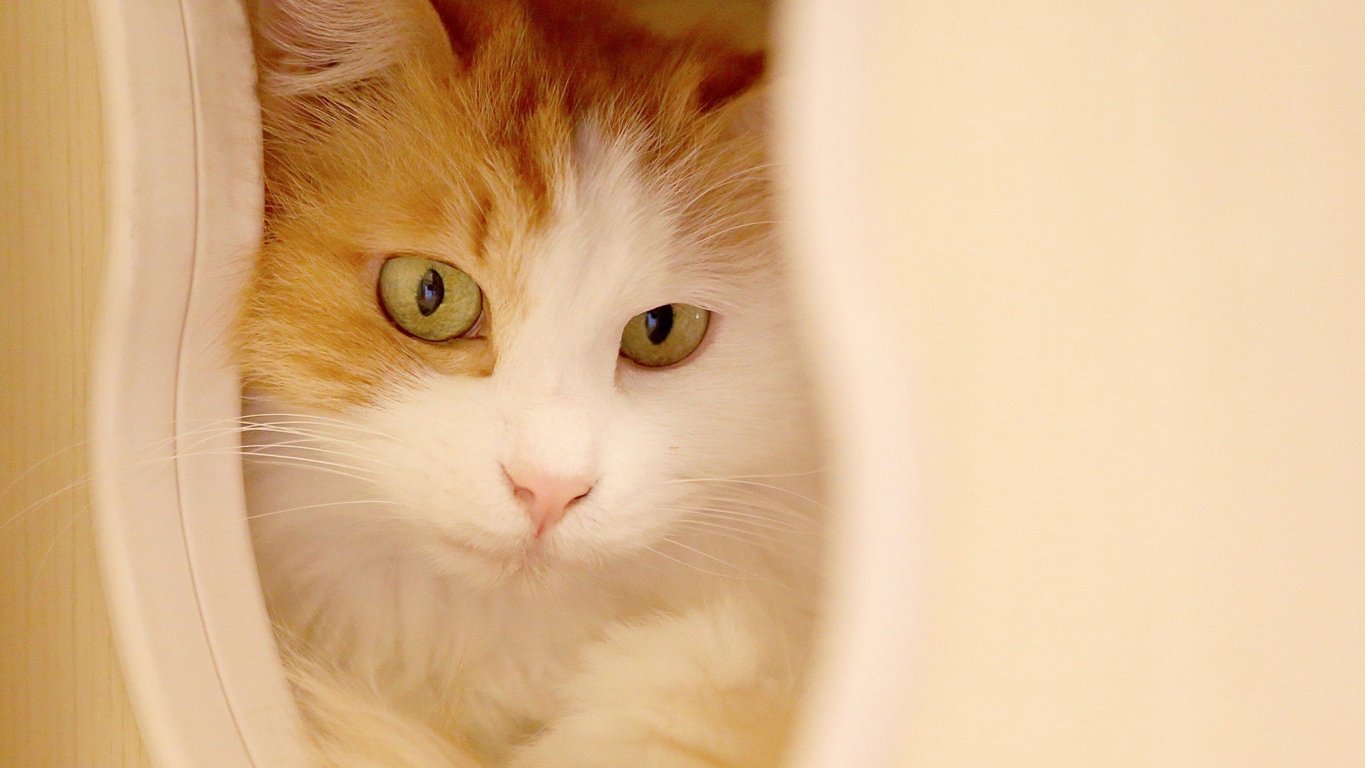 动物,萌宠,猫,喵星人